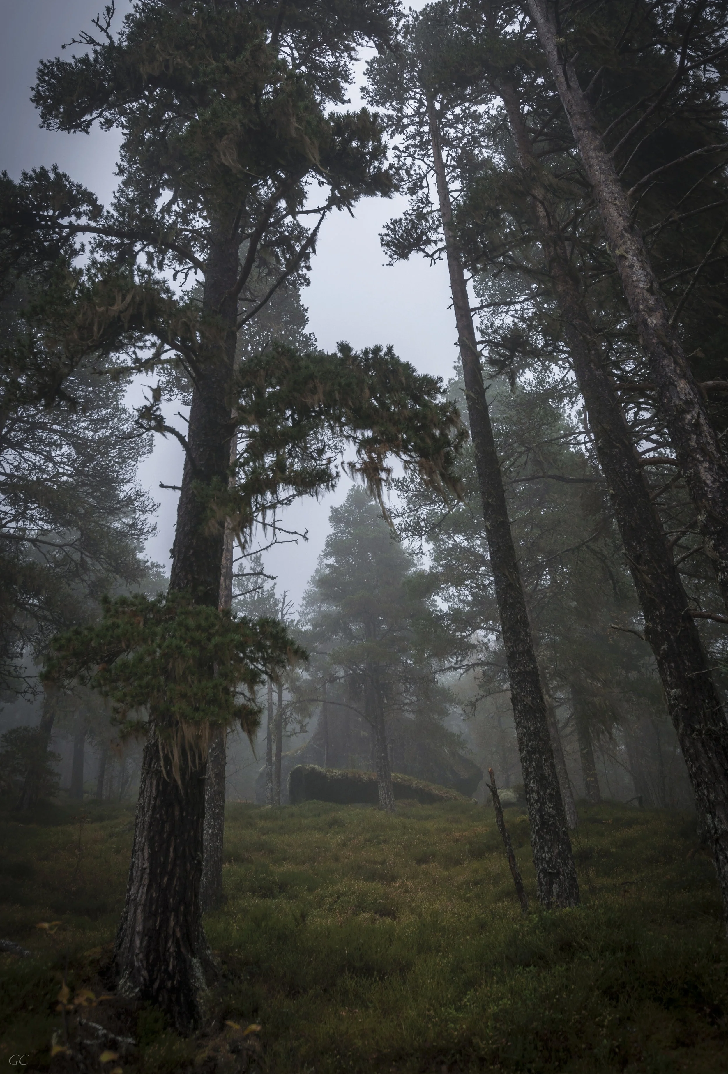 mystic forest