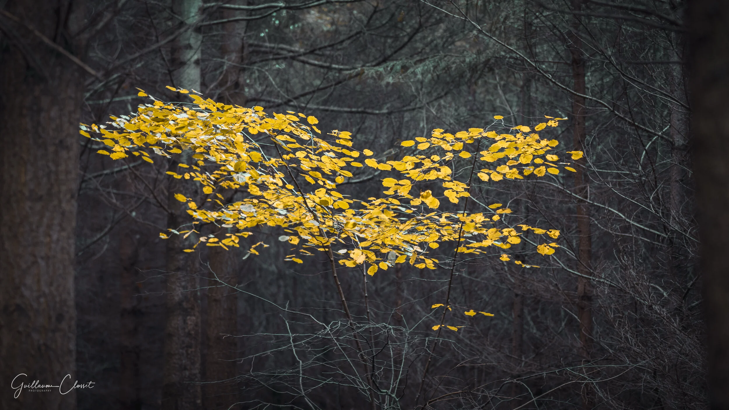 DSC_6291.jpg