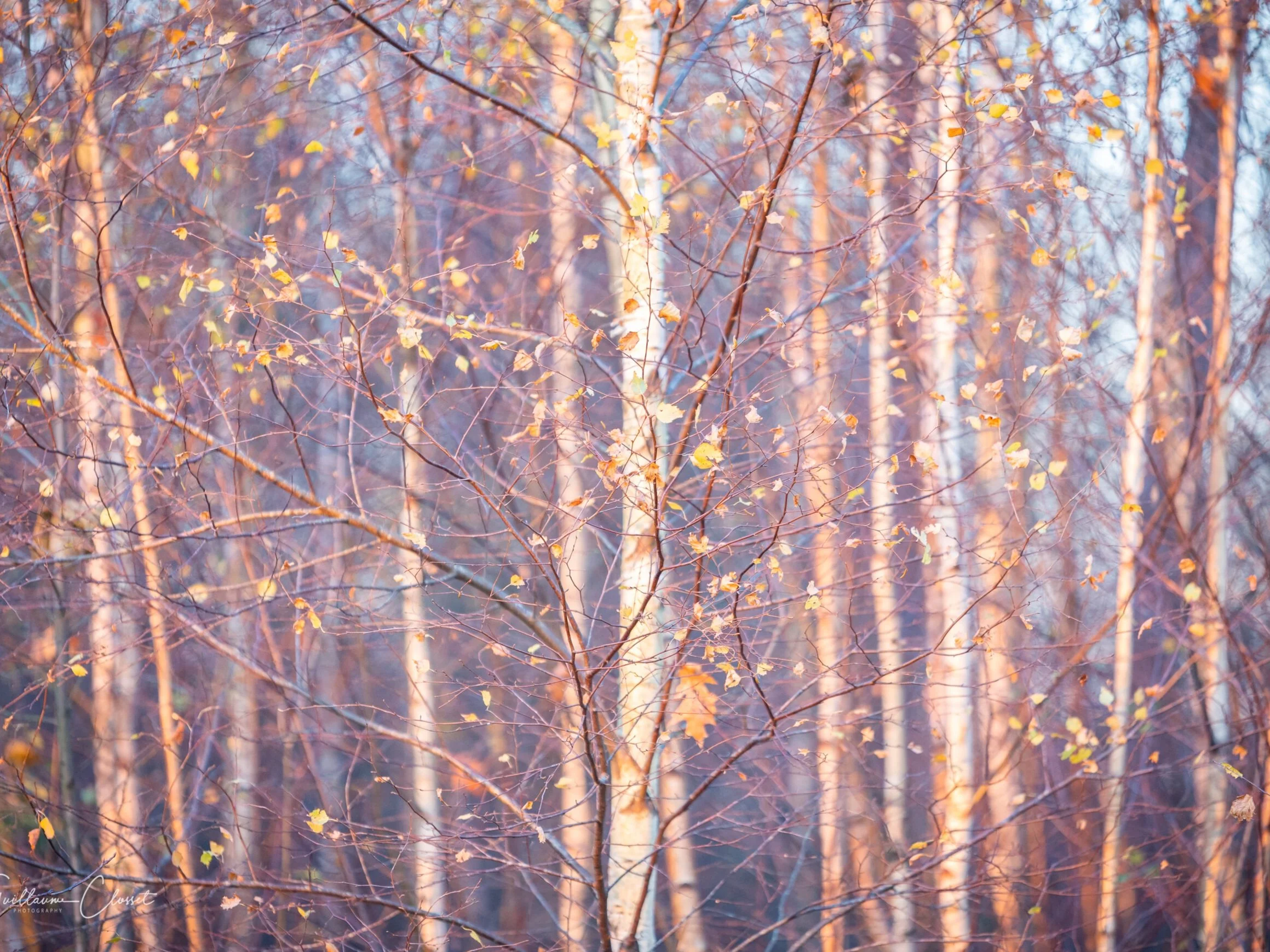 DSC_8324-2.jpg