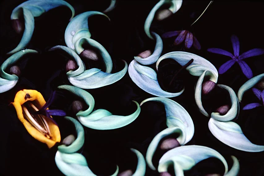 orchids.jpg