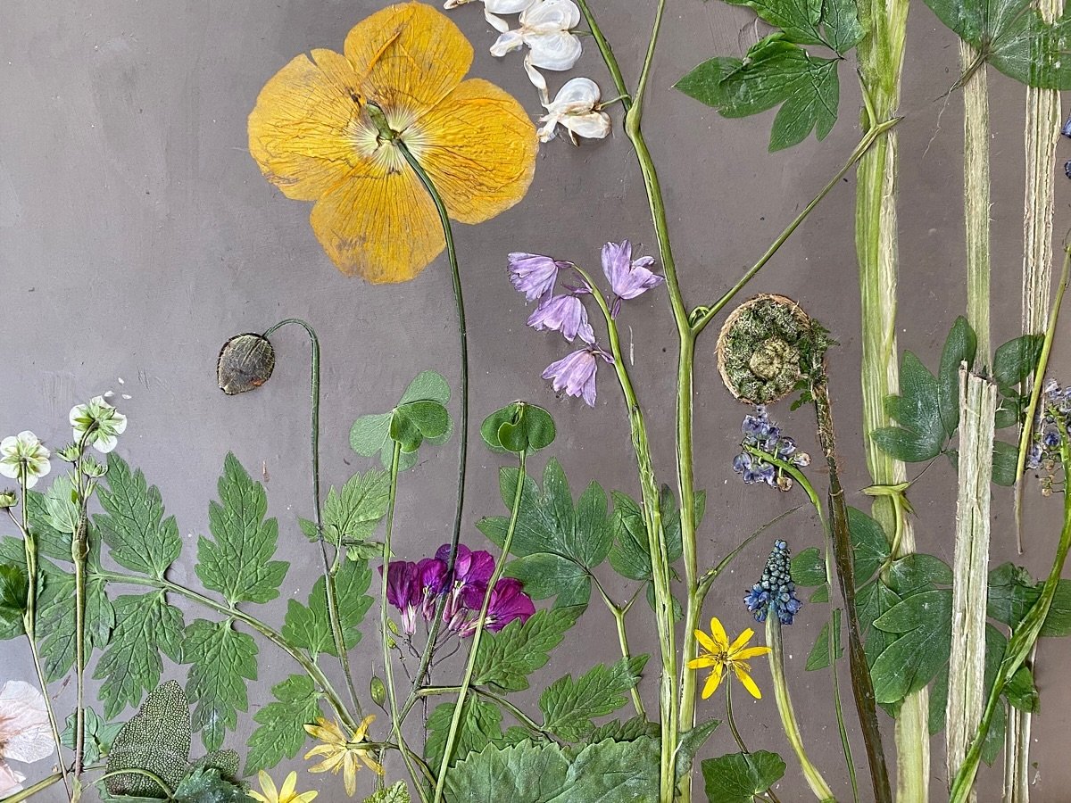 Welsh poppy, dicentra, strawberry, bluebell, clematis, honestly, geranium, fiddlehead fern, oxalis, muscari and epimidium.
Plants pressed in the clay #botanicalbasrelief