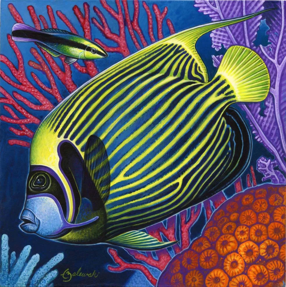 zalewski emperor angelfish small.jpg
