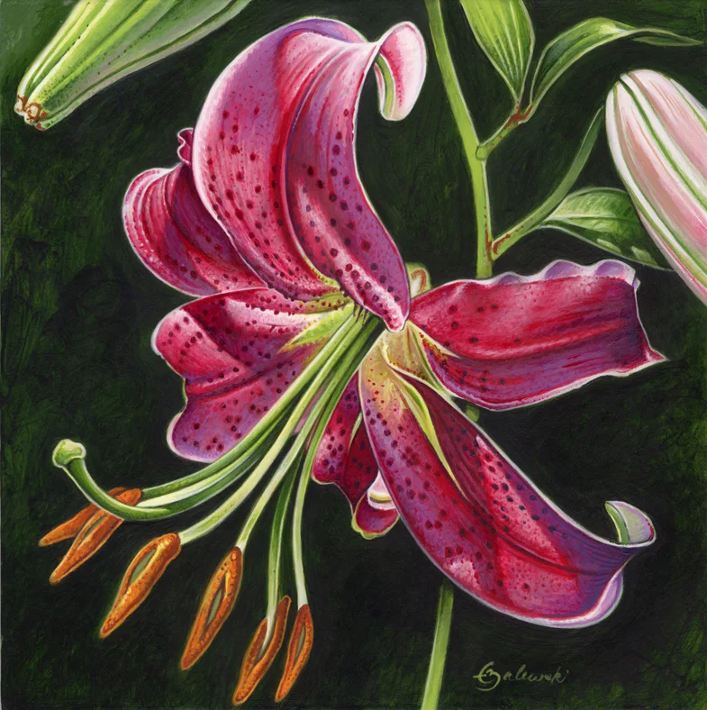 Stargazer Lily