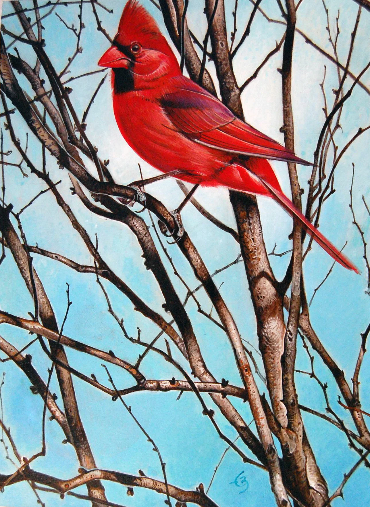 cardinal1.jpg
