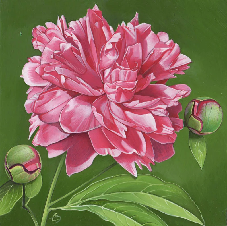zalewski peony small.jpg