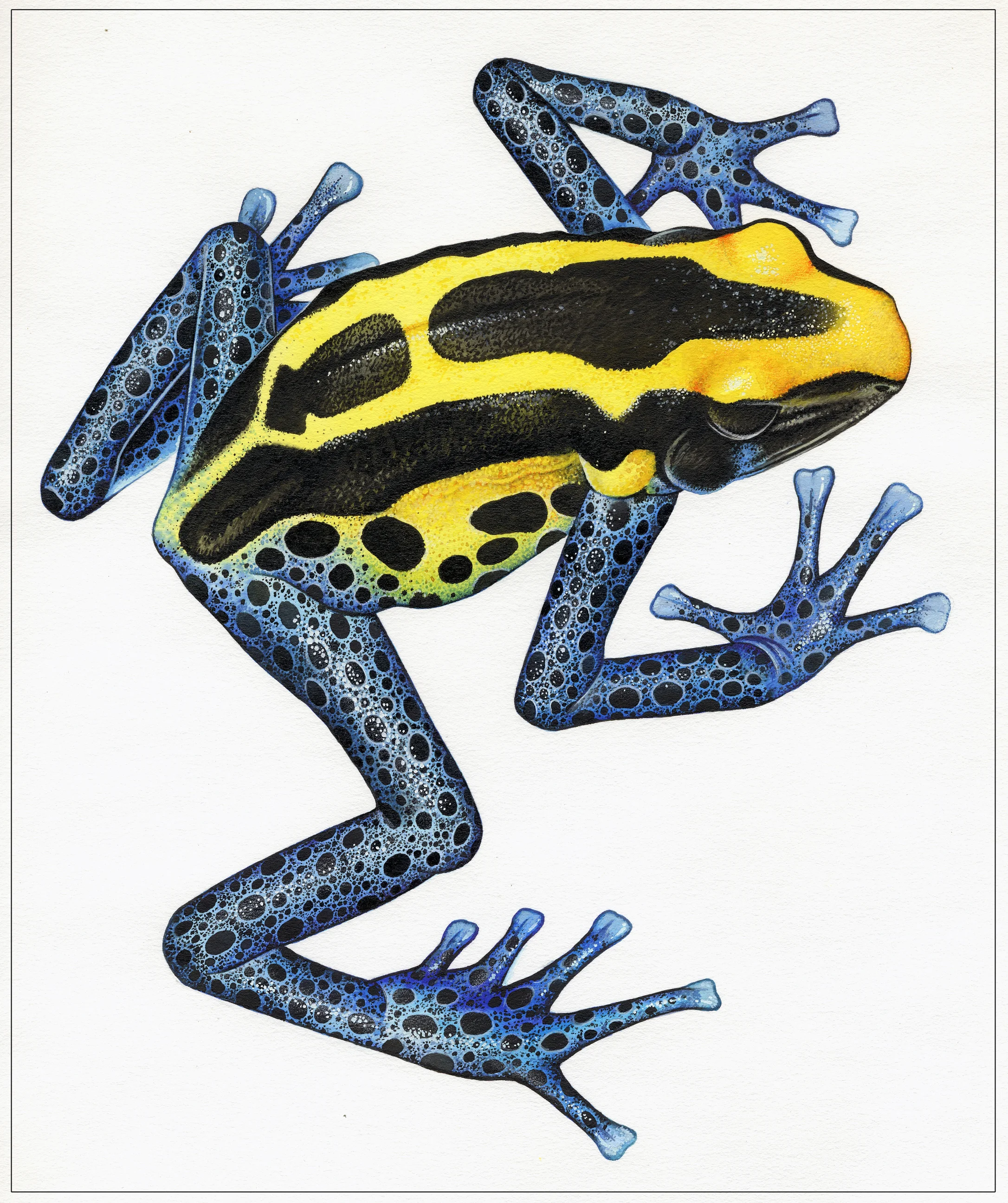 dart frog copy.jpg