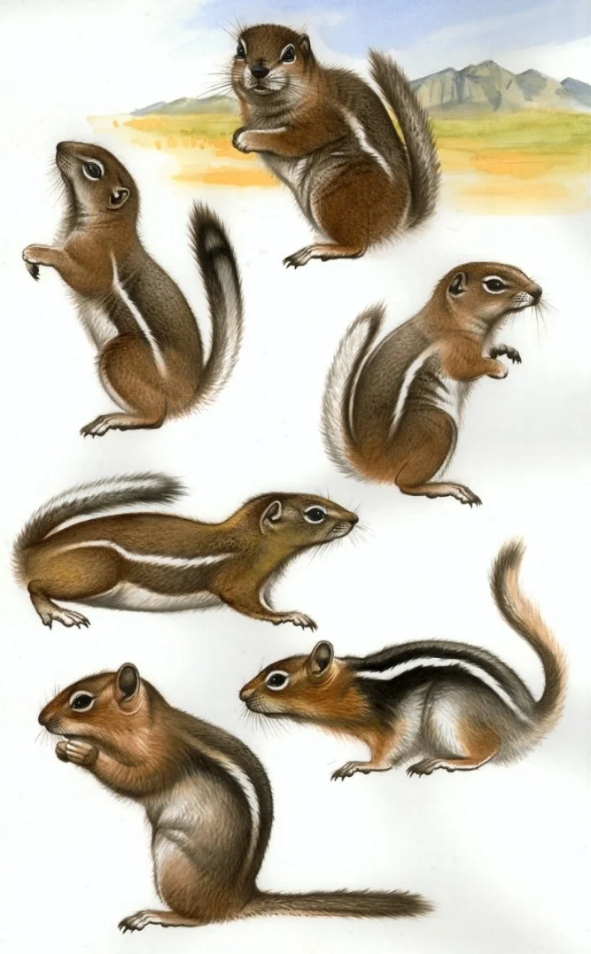 zalewski ground squirrels.jpg
