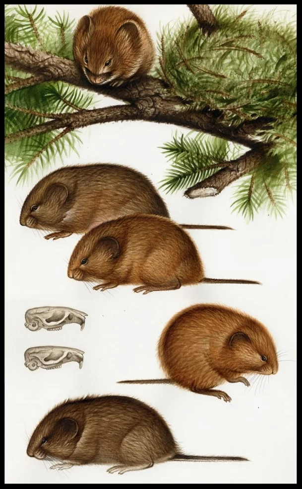 zalewski red tree voles small.jpg
