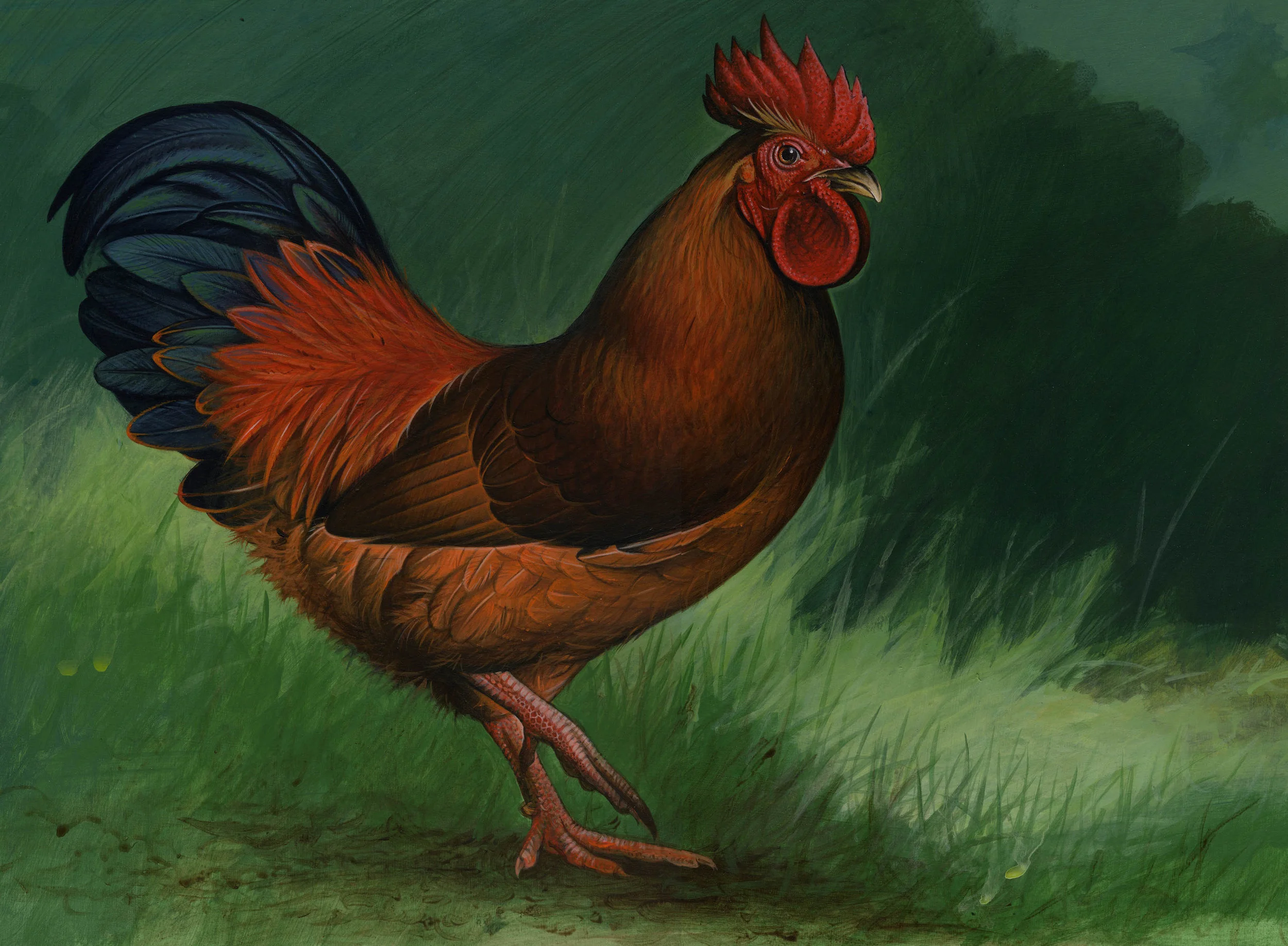 zalewski rooster copy.jpg