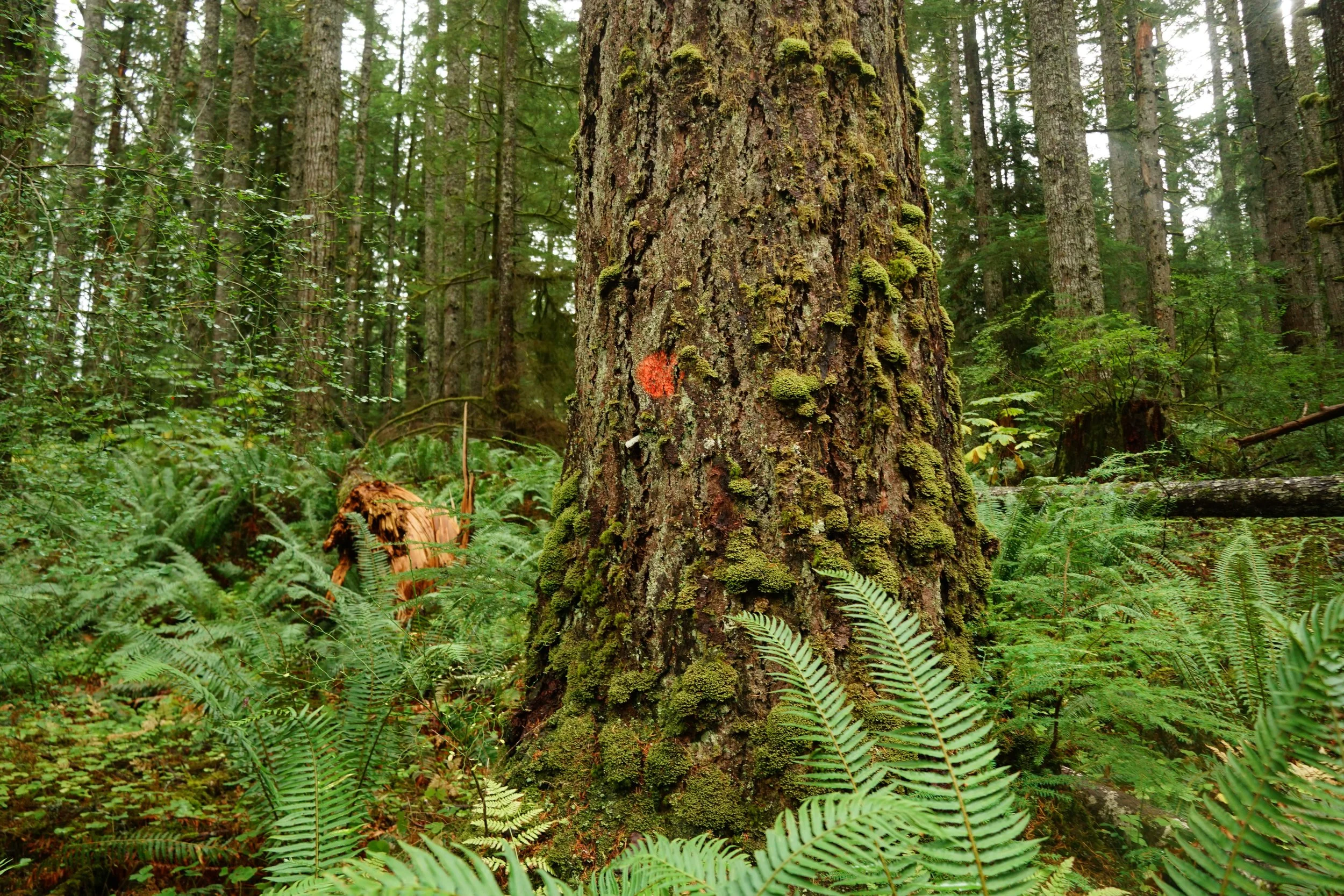 Baltimore Plot Timber Sale (WA DNR) — Joshua Wright | Official Website