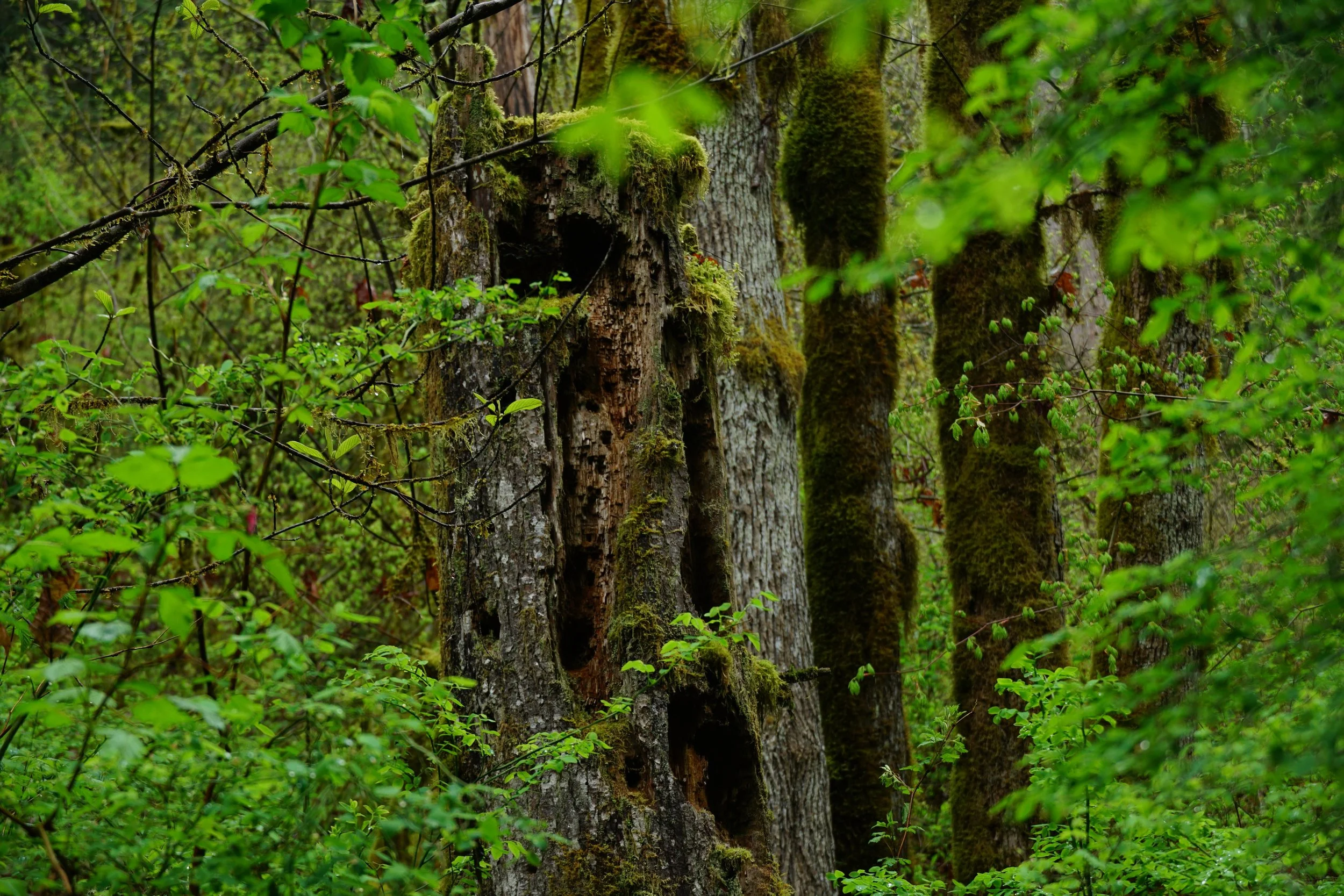 Wishbone Timber Sale (WA DNR) — Joshua Wright | Official Website