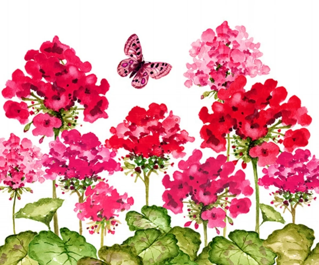 SydneyWright_geranium_12x10.jpg