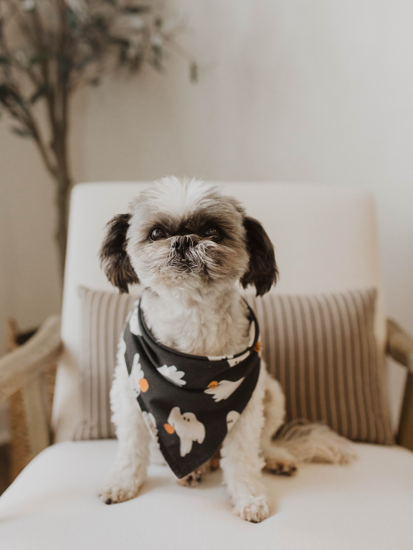 It&rsquo;s with the heaviest heart that I share the passing of the bestest boy in the world. Lard was unlike any other dog + if you were lucky enough to meet him, you understand what I mean. It&rsquo;s impossible to put 15 years of unconditional love