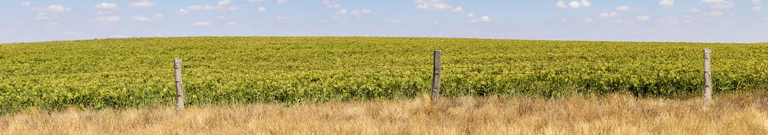 Field-SDGives-WebsiteBanner.jpg