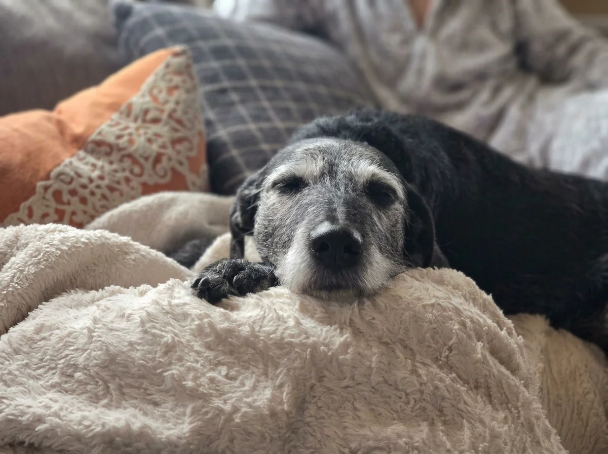 Senior dog napping while Walks Wiggles & Wags is pet sitting in client's home