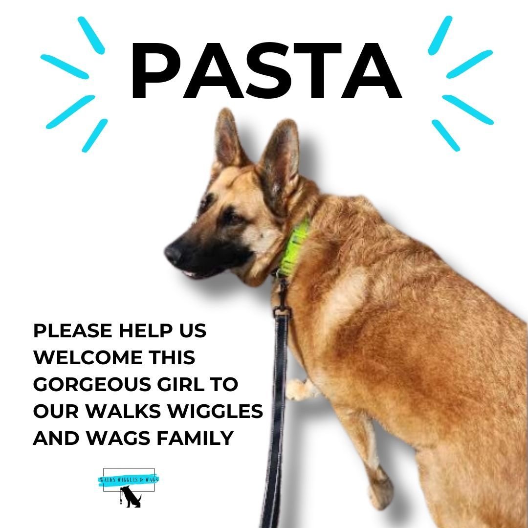 We are SO excited to welcome PASTA to the Walks Wiggles and Wags family!!!

PASTA is a beautiful German Shepherd who loves her walks with her dog walker, Pete, and enjoys playing &quot;keep the ball away&quot;! We are so happy PASTA has joined our pa