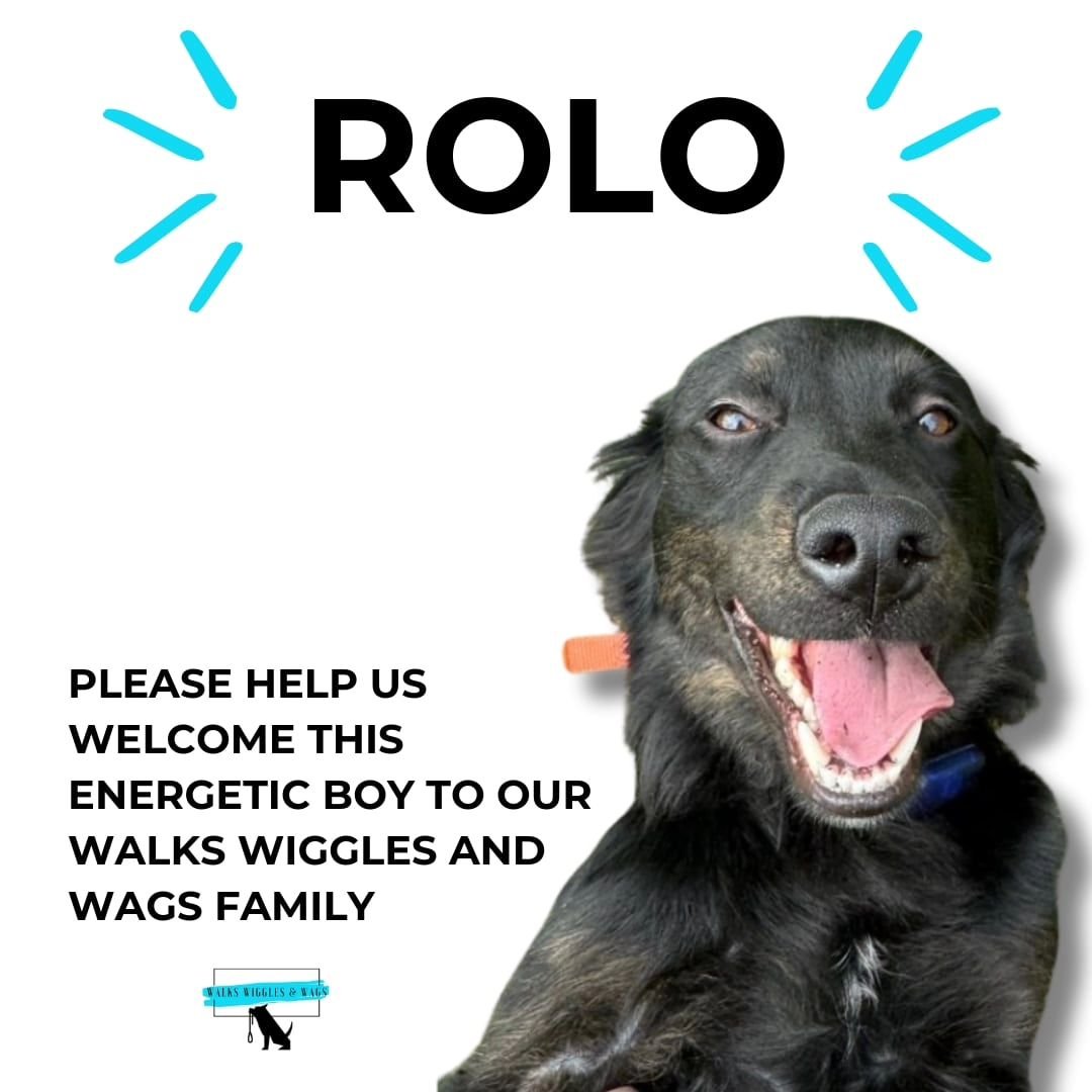 We are SO excited to welcome ROLO to the Walks Wiggles and Wags family!

ROLO is a super fun and energetic Border Collie mix
that loves people, his walks, and playtime. He is
so sweet and funny. He met all of our team members
and loved everyone equal