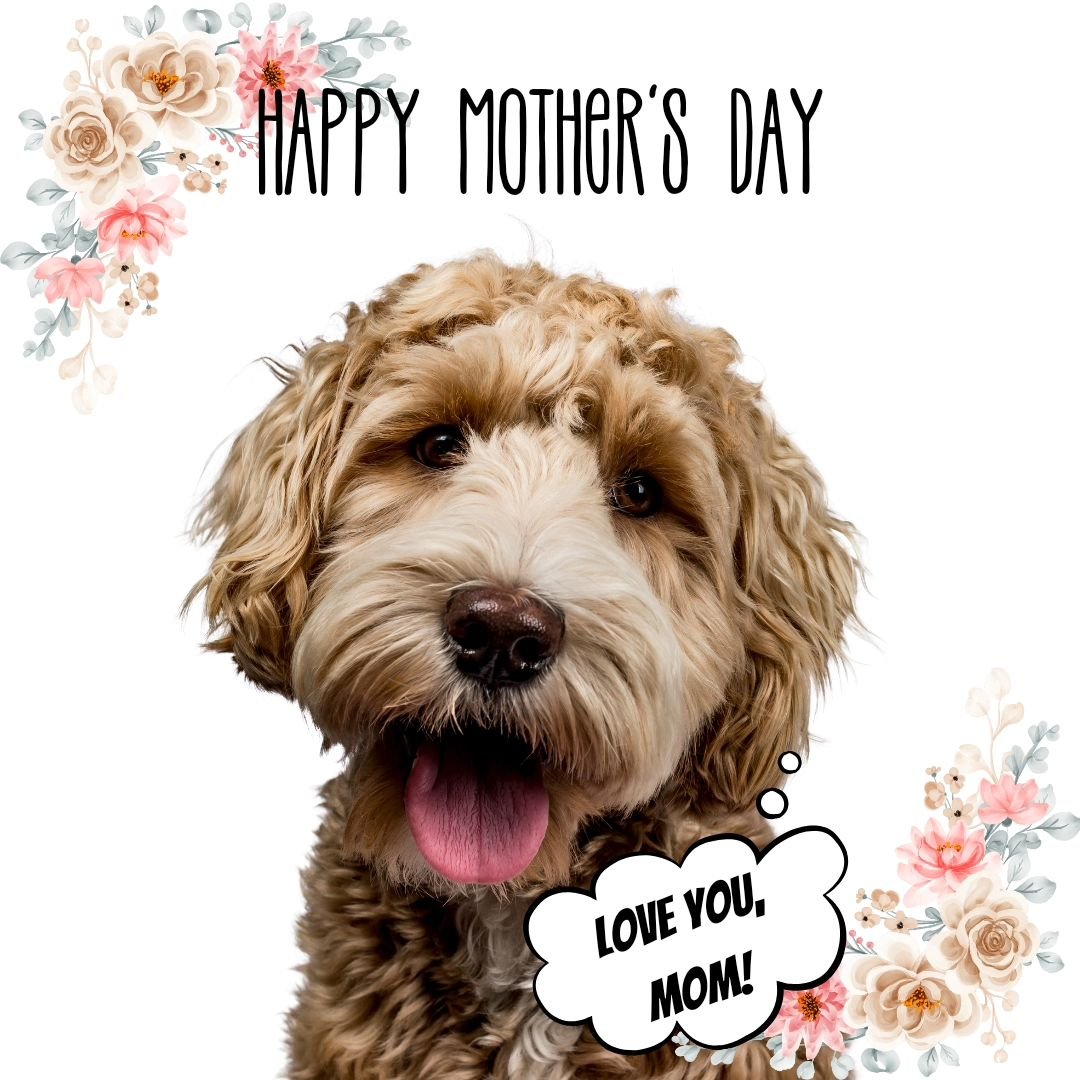 Happy Mother's Day to all the incredible moms out there, whether you're a dog mom, a human mom, a mom in waiting, a loss mom, or any other kind of mom. 

Your love, strength, and nurturing spirit light up the world in countless ways. Today, we celebr