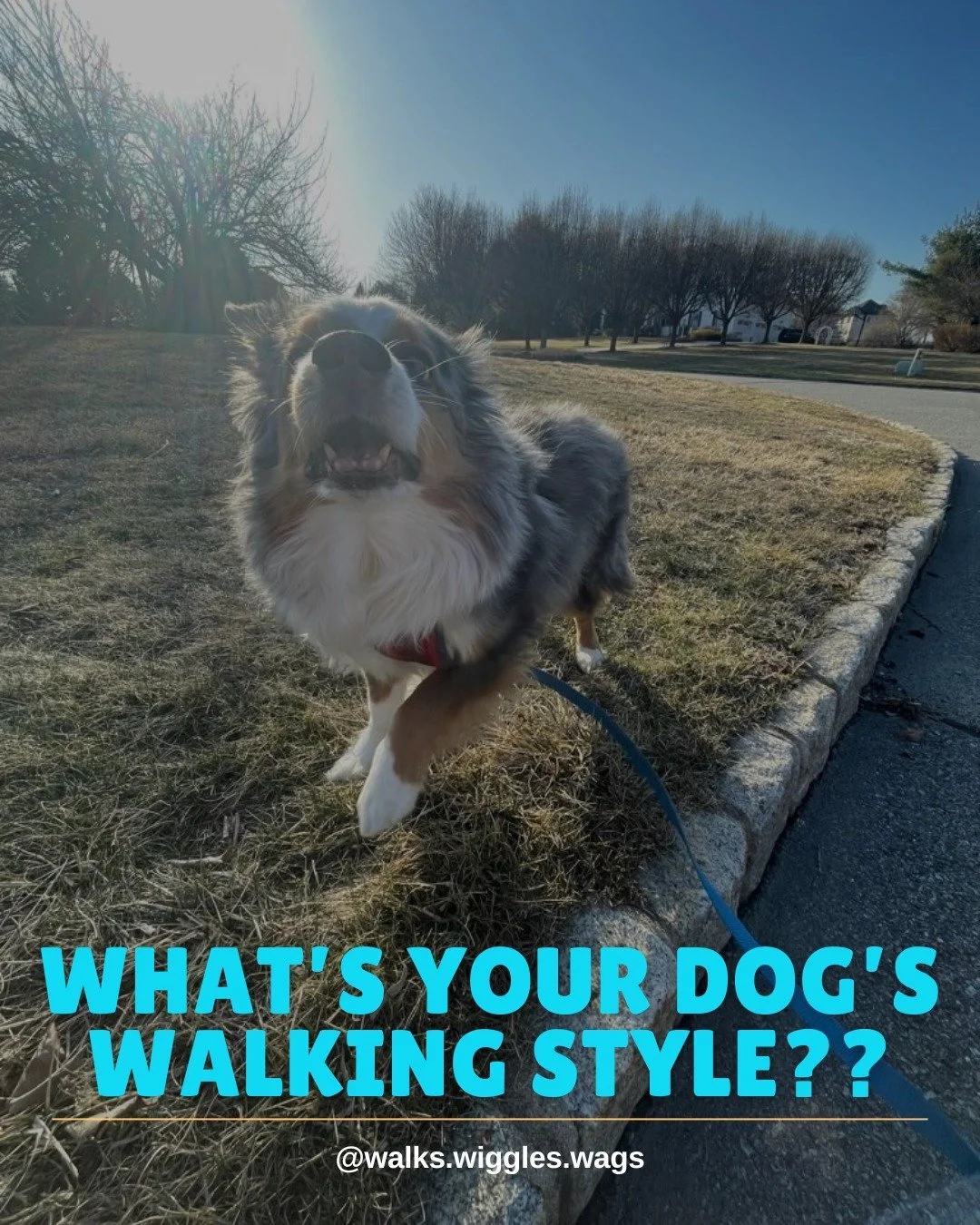 What's your dog's walking style?? Are they...

The Sniffer: Yes, that same blade of grass was there yesterday, but apparently, it needs further investigation.

The Town Mayor: Everyone knows your dog for his friendly smile whenever a new person cross