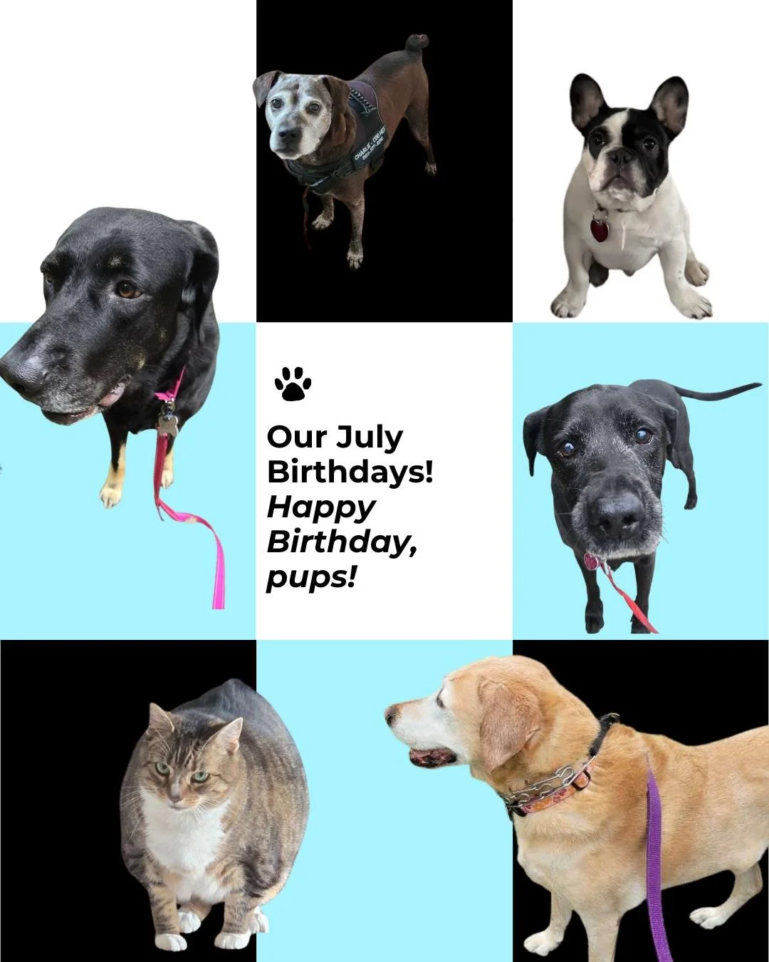 Happy Birthday to our July Pups! Can't wait to celebrate your special day with a walk!

- Ella
- Riley
- Rocky
- Bea
- Bailey
- Charlie

Give your dog the best gift: reliable, personalized walks to help them live their best lives. We're walking all o