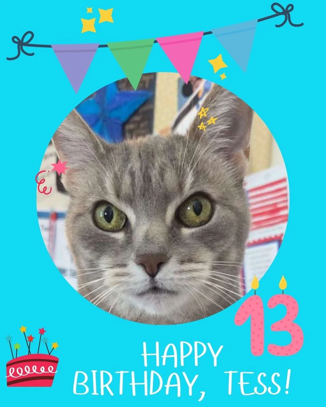 🎂 Happy Birthday, Tess! 🎂
May your day be filled with naps, snacks, and all the chin scratches you deserve.