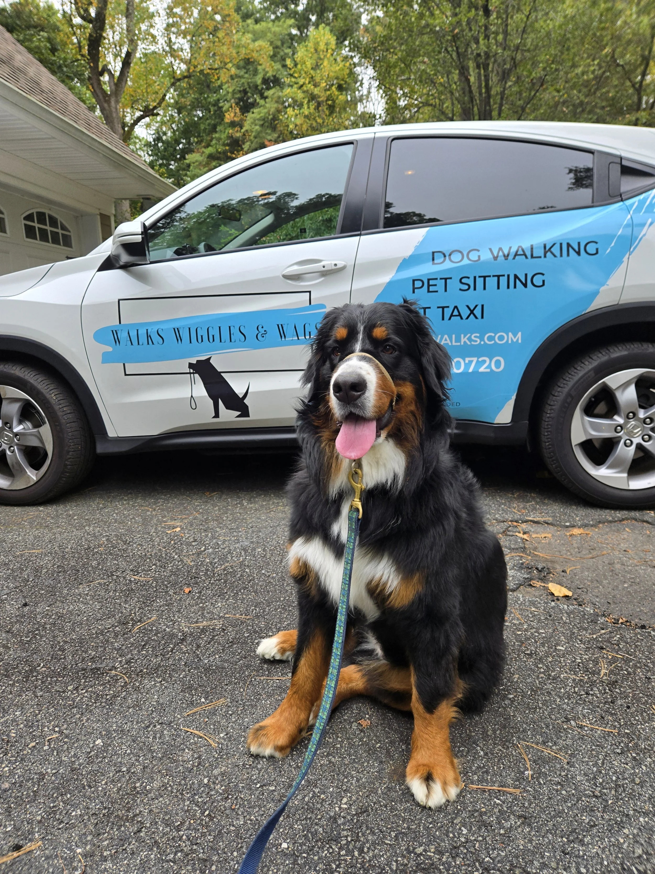 A happy Bernese Mountain Dog sitting on a paved driveway with a leash, in front of a company vehicle that advertises dog walking services, in Chester, NJ