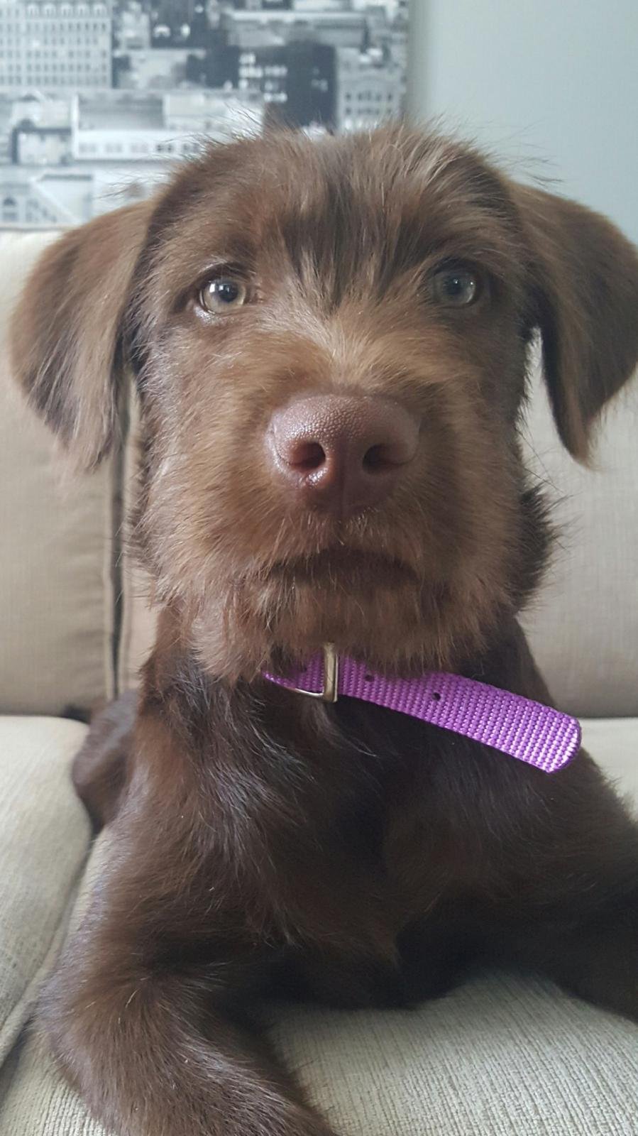 chloe puppy.jpg