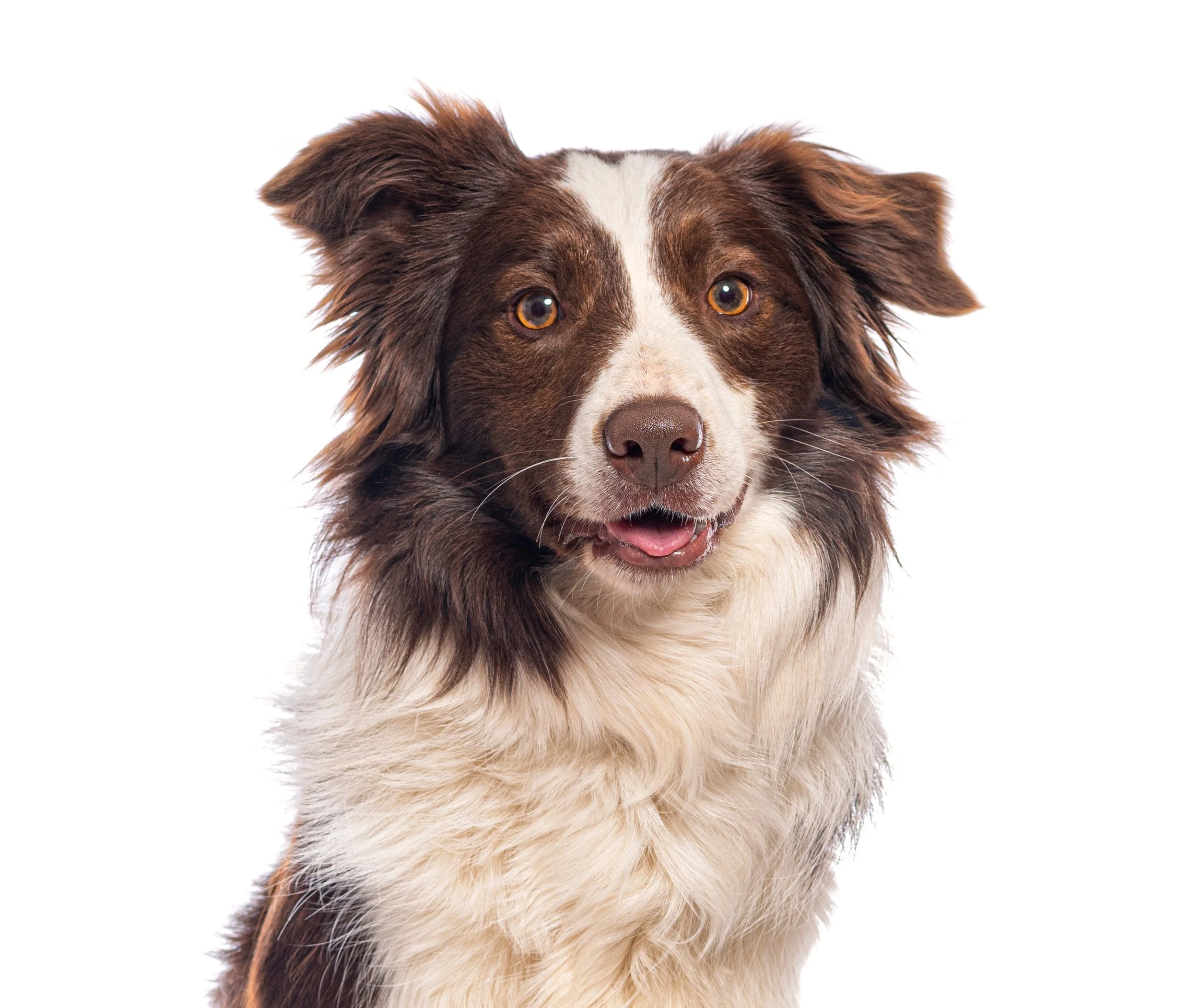 piuppup.jpg