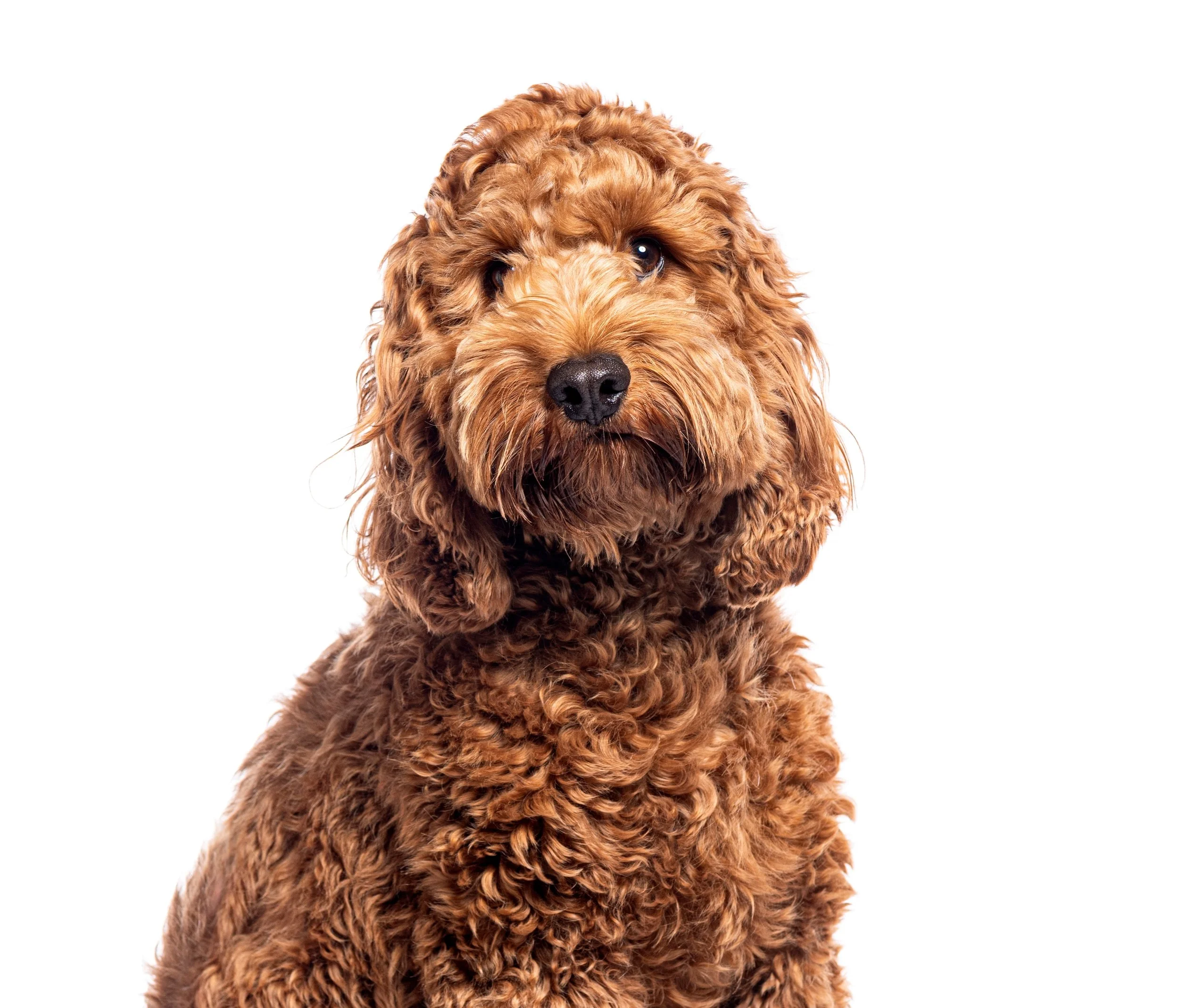 workdaypup.jpg
