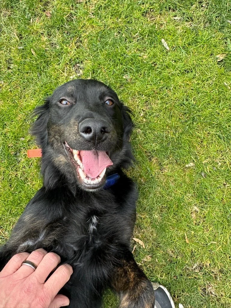 rolo.jpeg