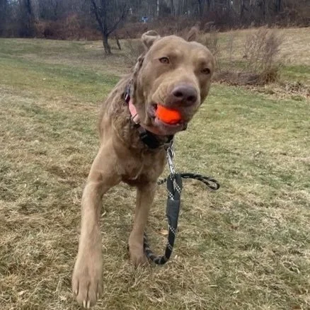A dog with a tennis ball in its mouth walking on a grassy field.
