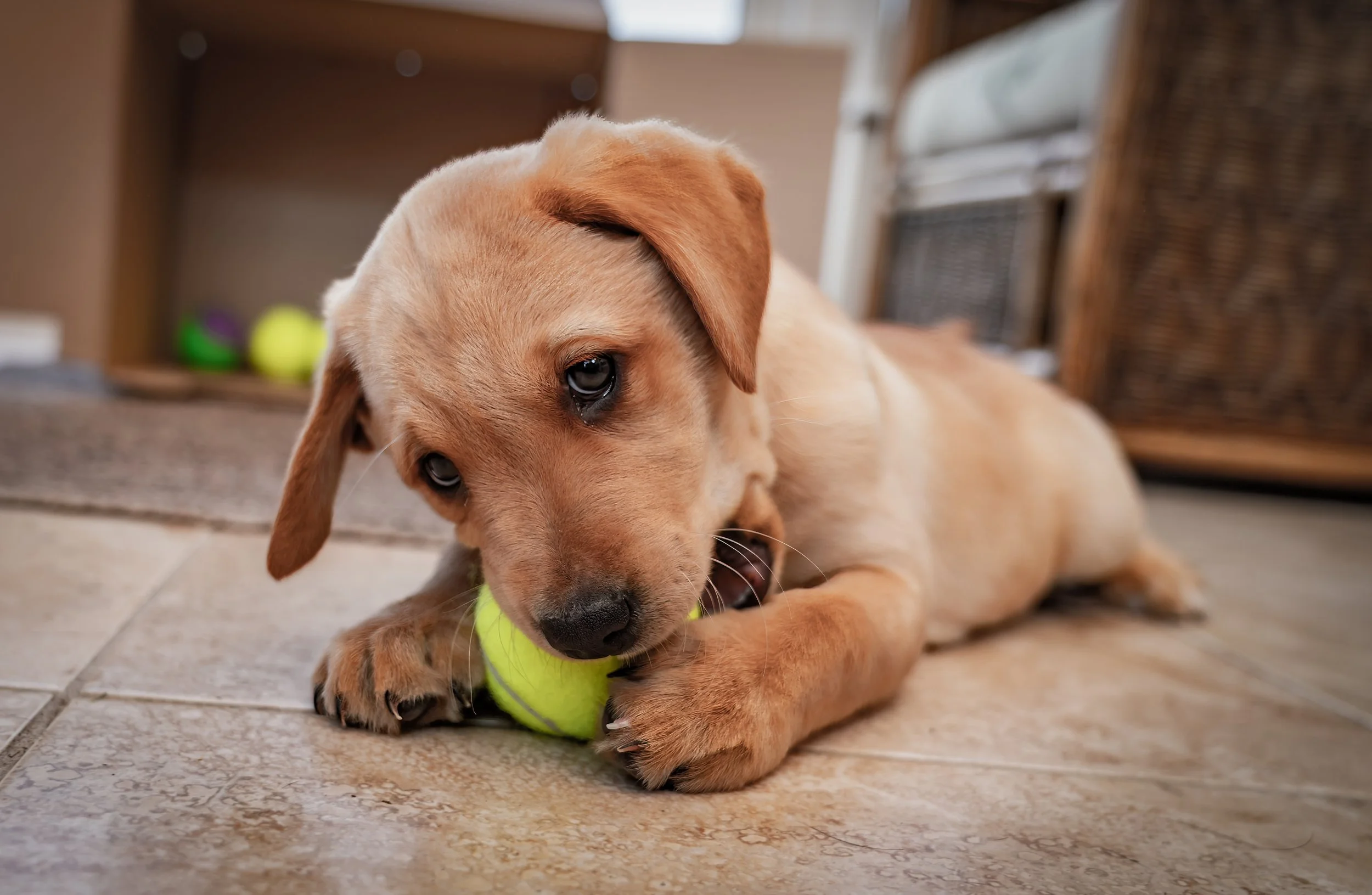 Puppy engaged in calm play during a structured care visit
