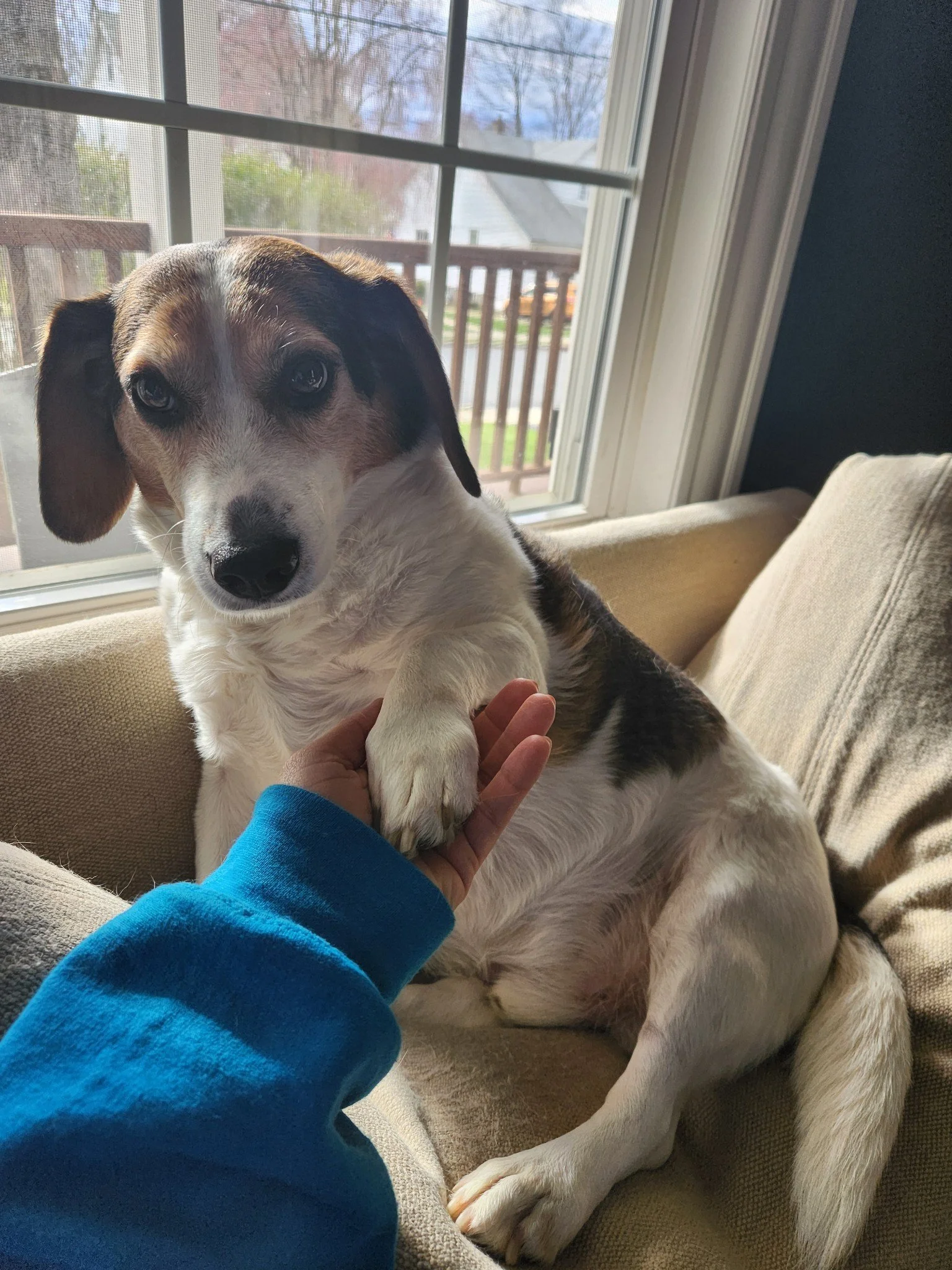 stress free pet care