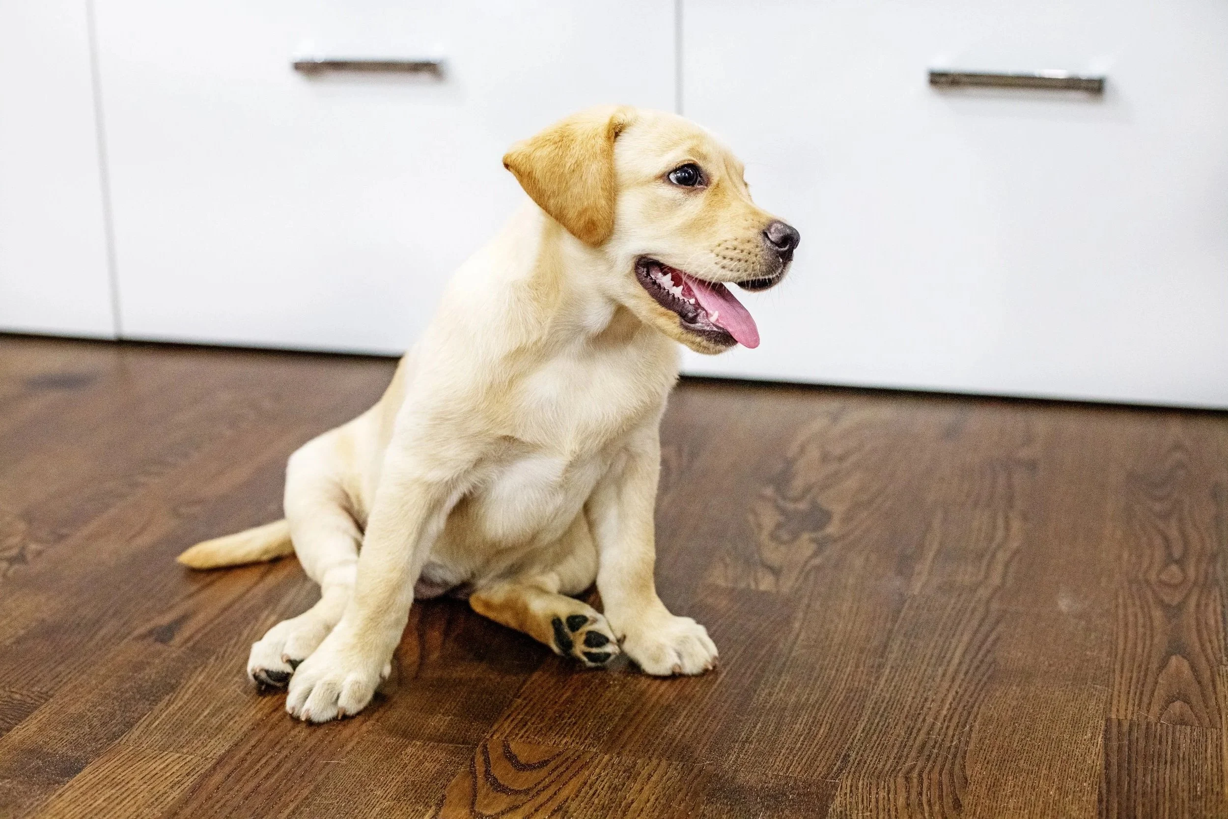 Relaxed puppy resting comfortably after a structured day