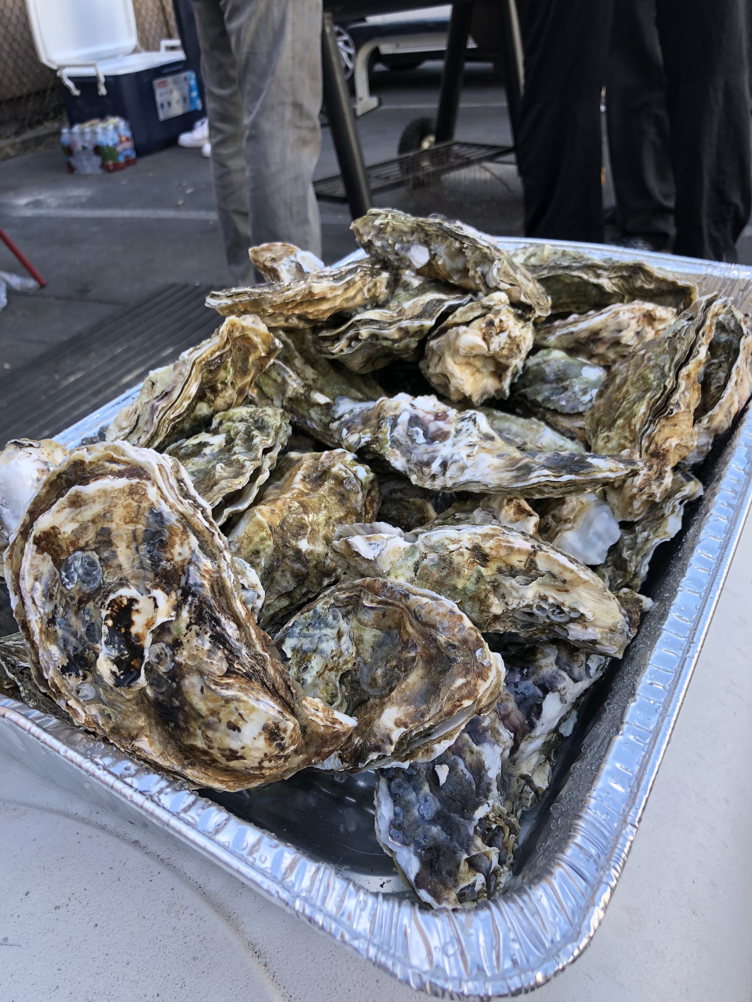 Cookout 2018 - Oysters hitting the grill (Copy)