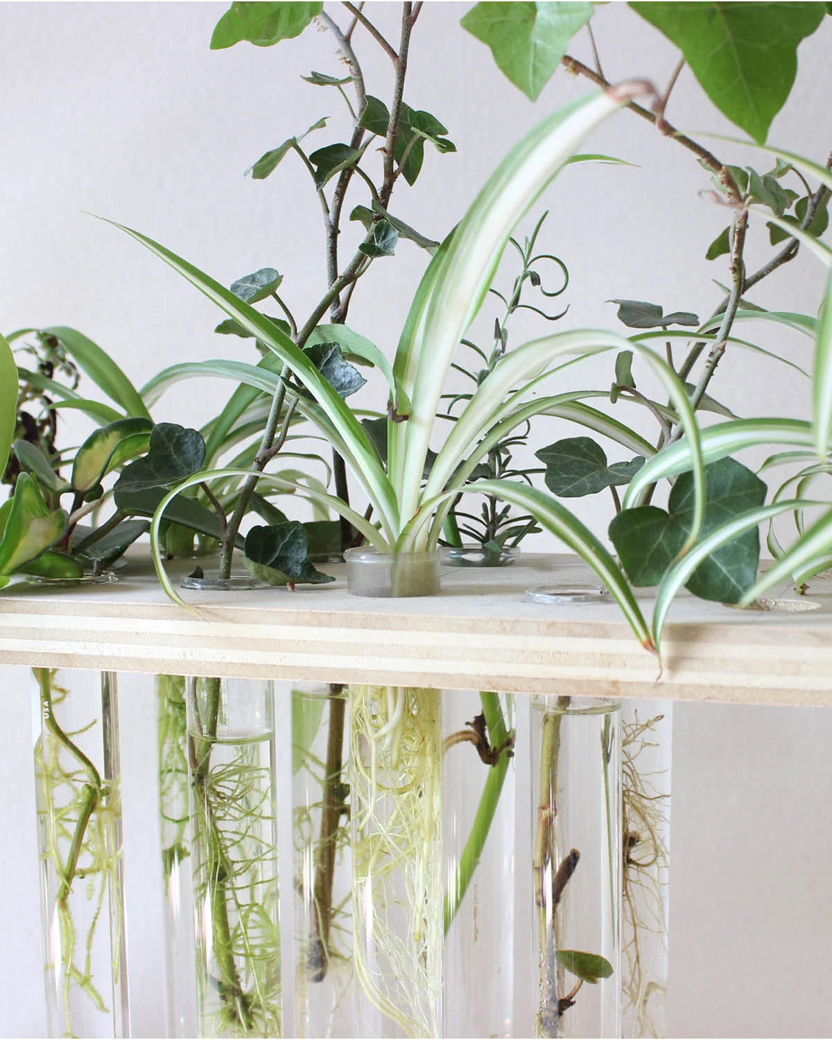 ML_Blog_PlantPropogation_v1.jpg