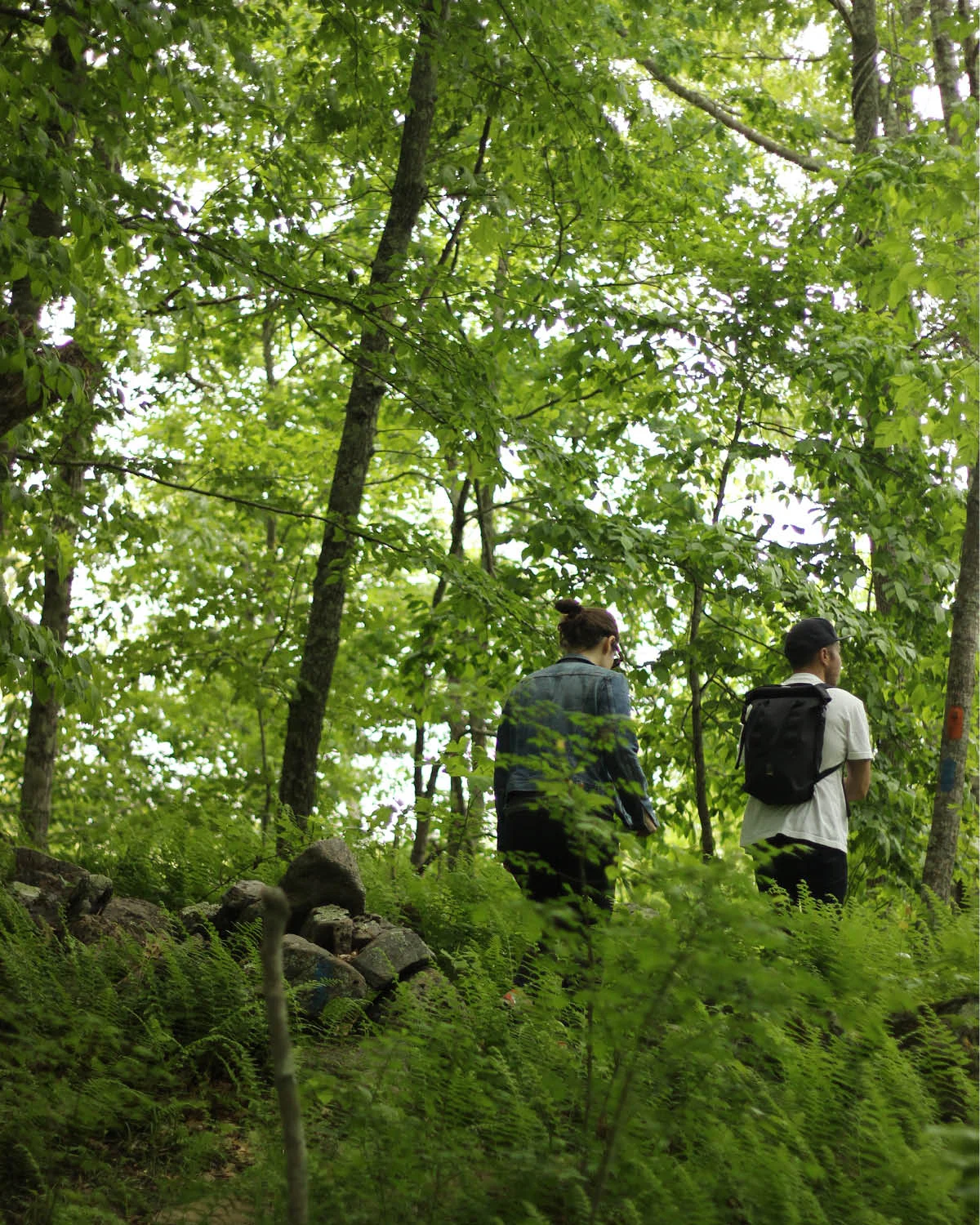 ML_Blog_RiverwoodPreserve_FernGully_v1.jpg