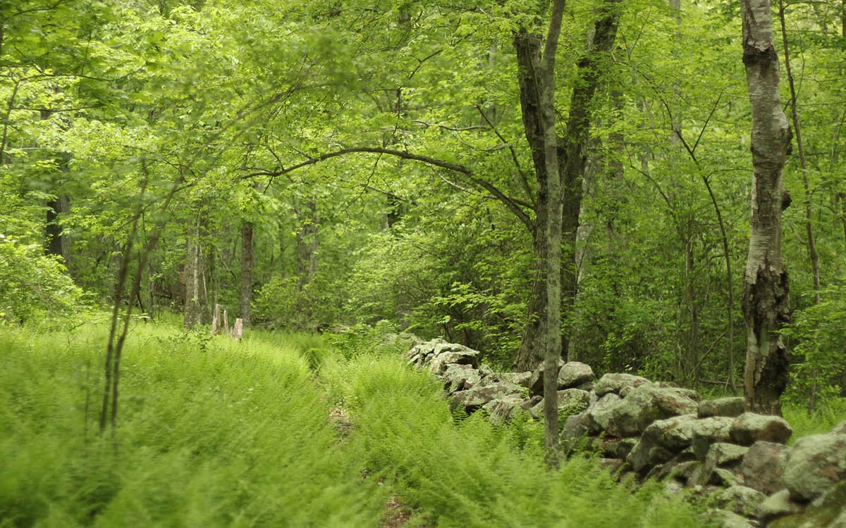 ML_Blog_RiverwoodPreserve_FernGully_v14.jpg