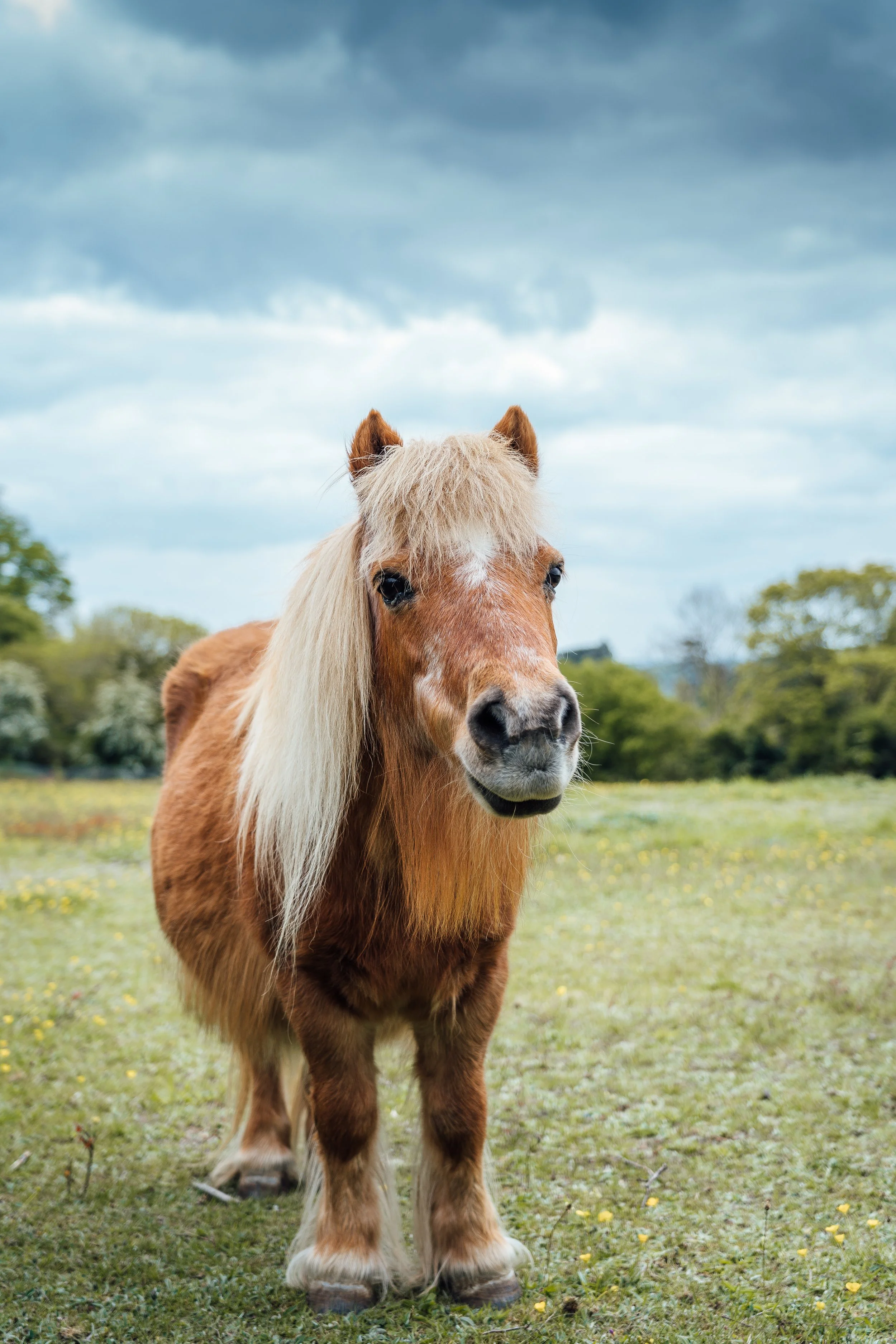 vertical-shot-brown-pony-grass-field-cloudy-weather.jpg
