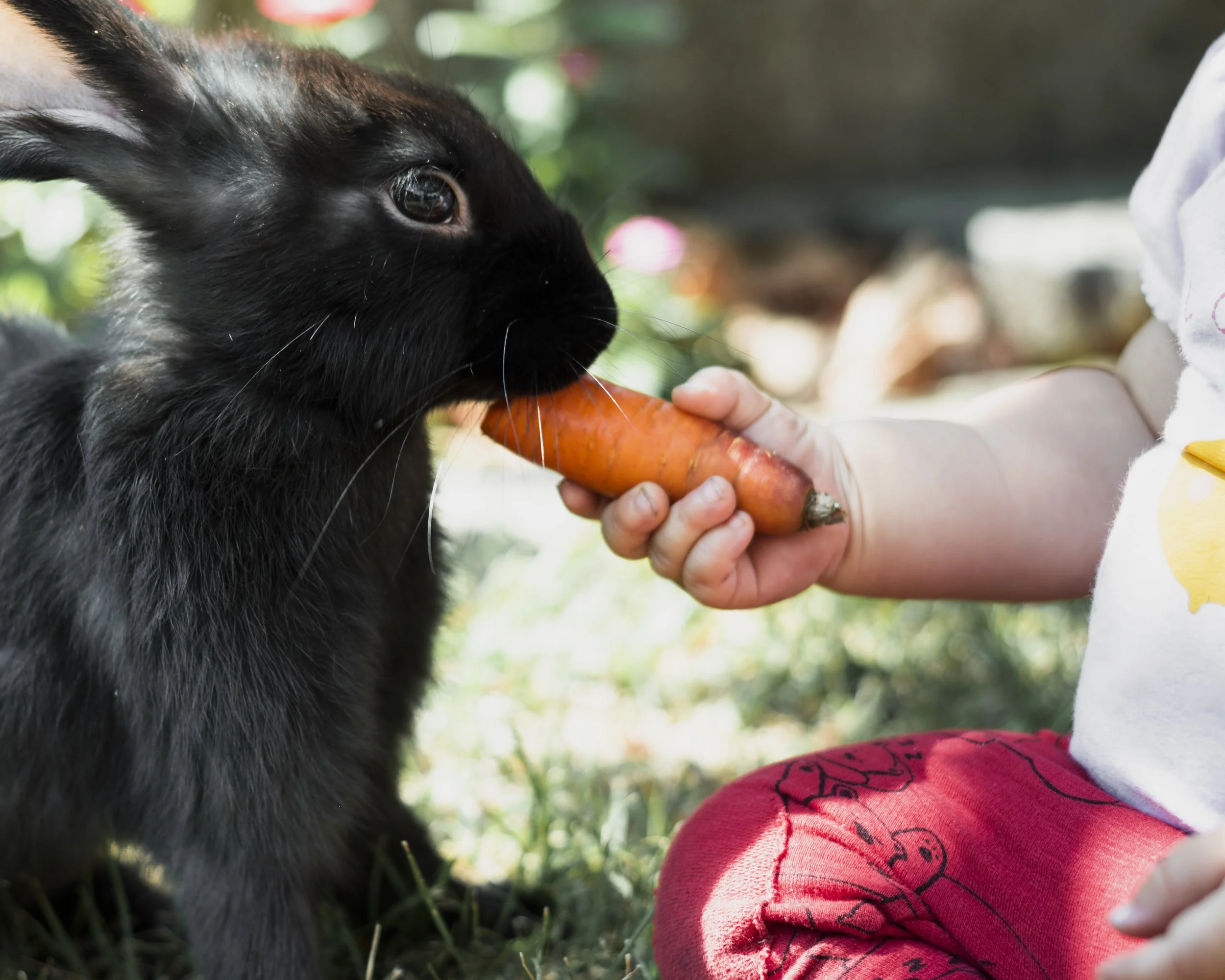 kid-feeding-with-carrot-black-fluffy-rabbit.jpg