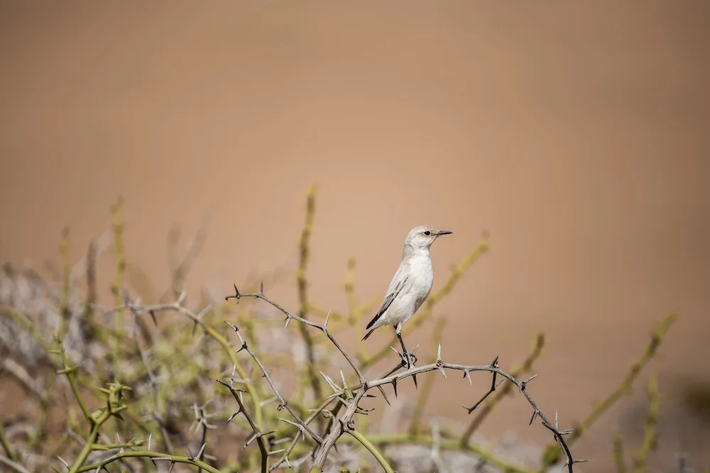 Was ist eine Panikattacke?