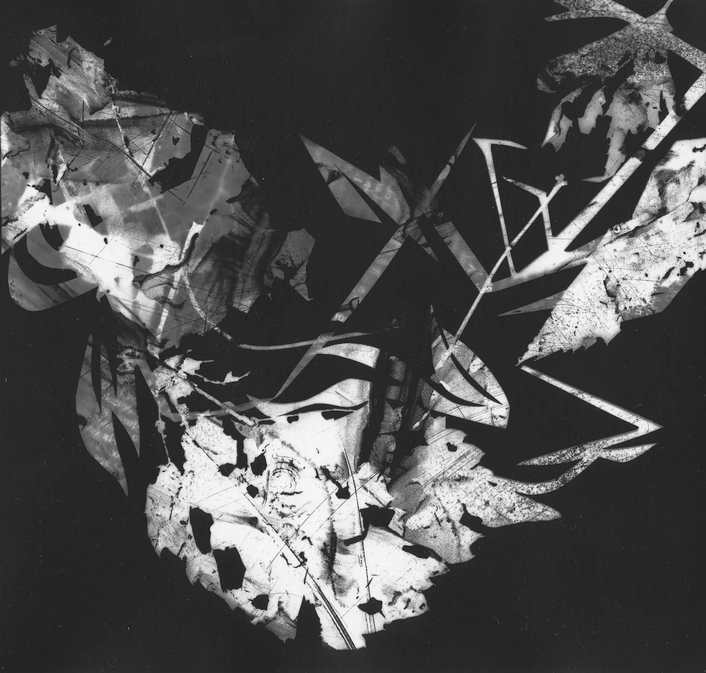 Clamorous Woods, 2013