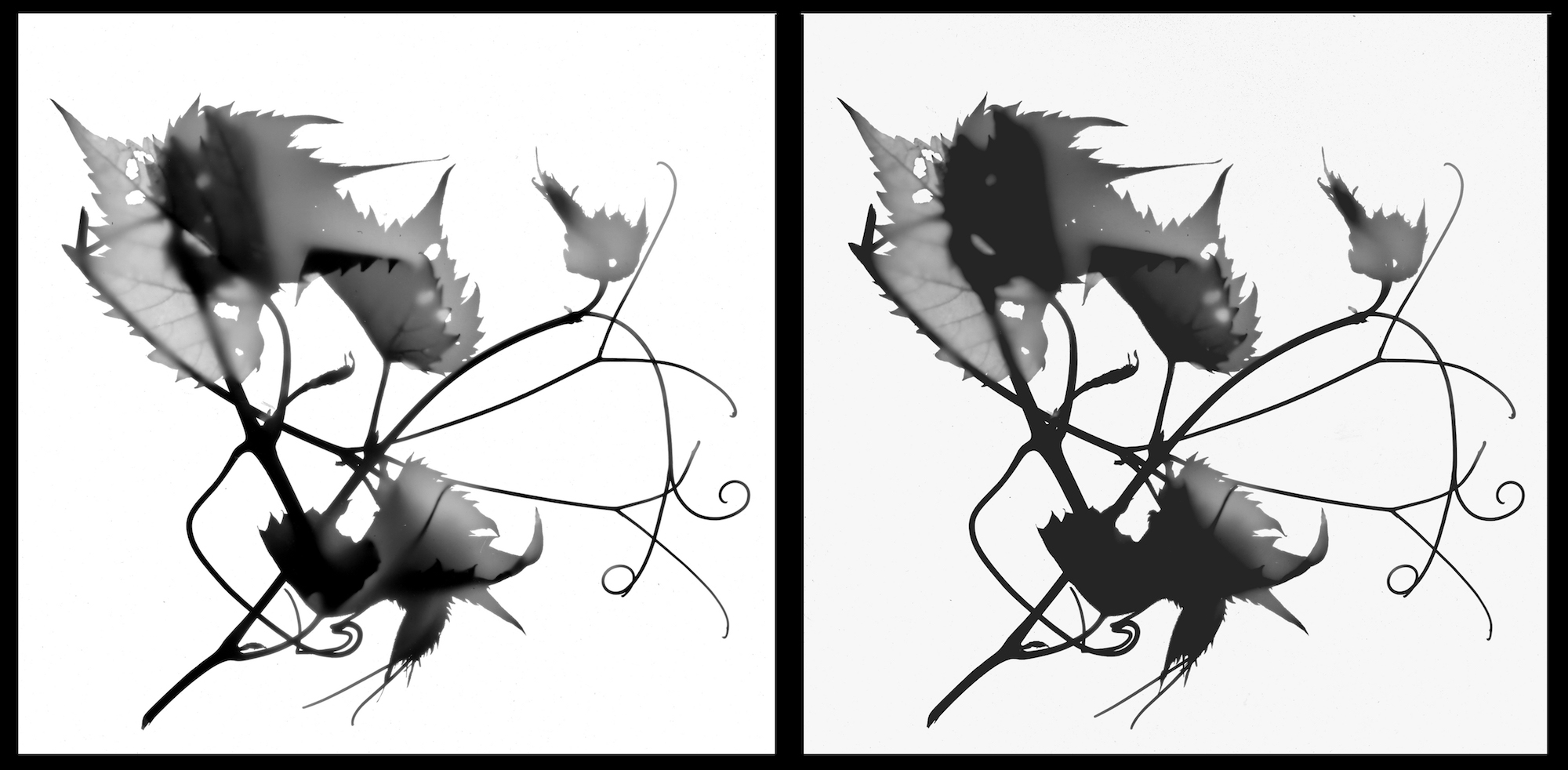 Photogram, June 2017