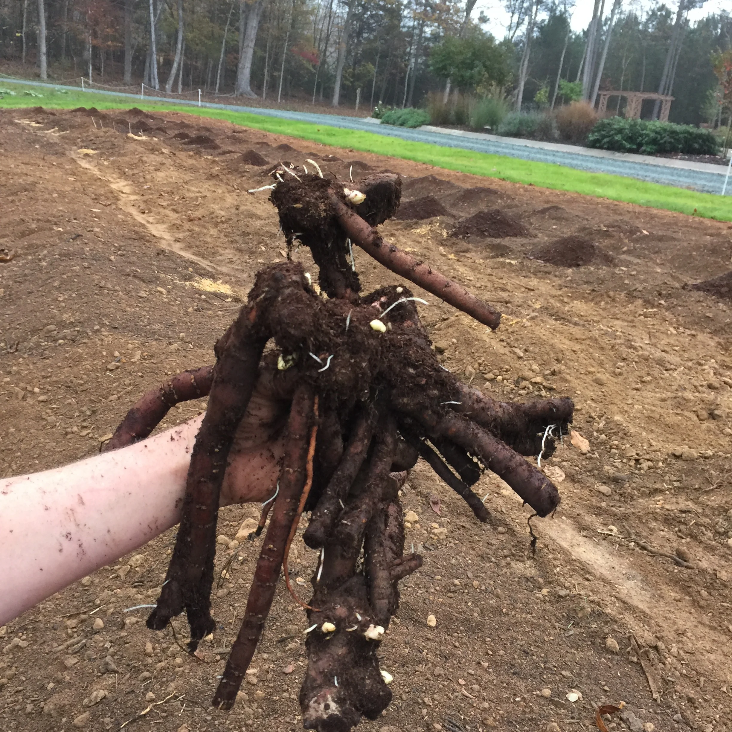 Planting peony root outlet