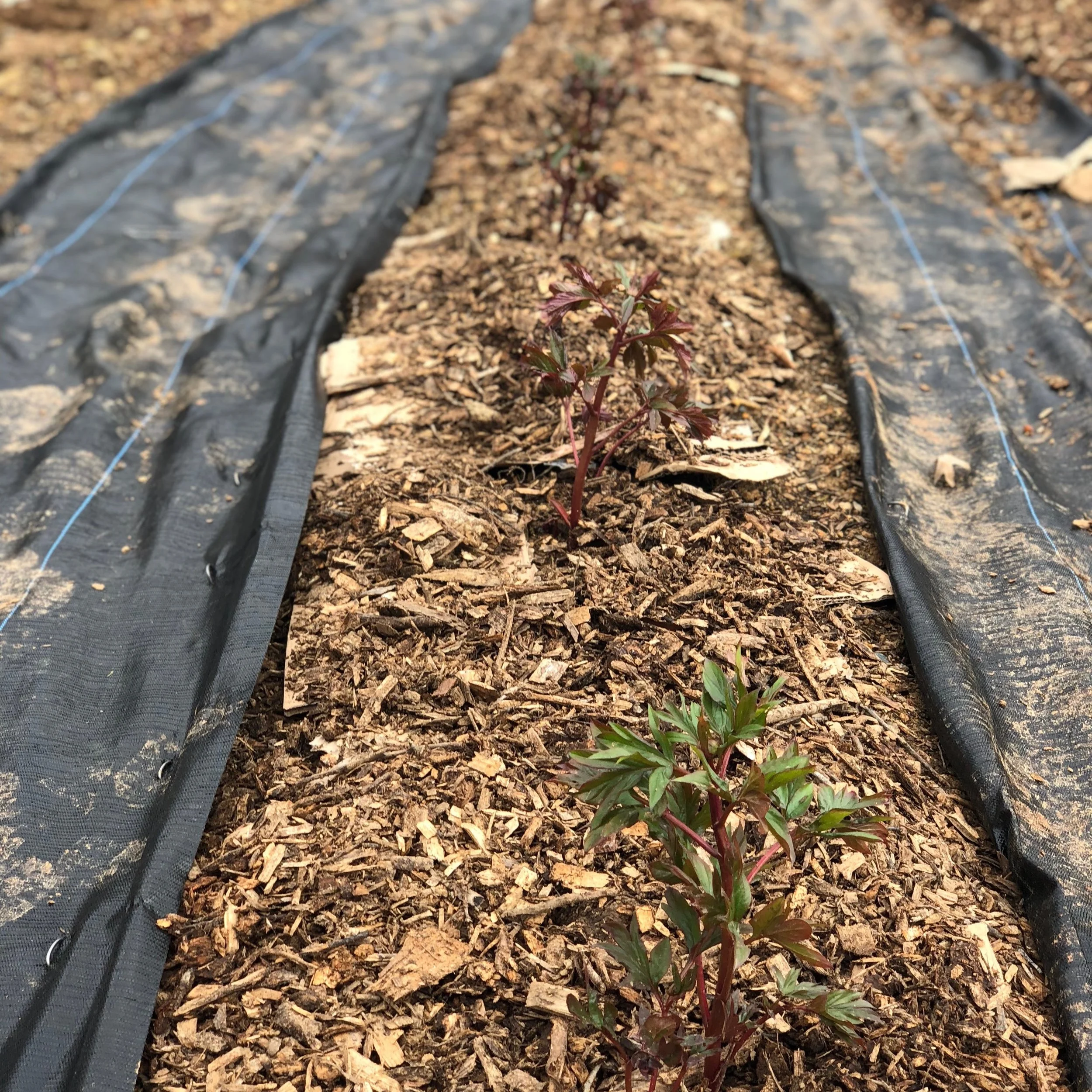 small_peony_plants.jpg