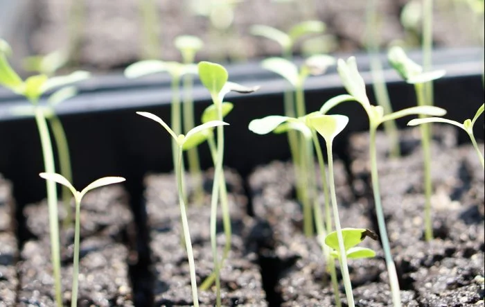 starting_flowers_with_soil_blocks.jpg