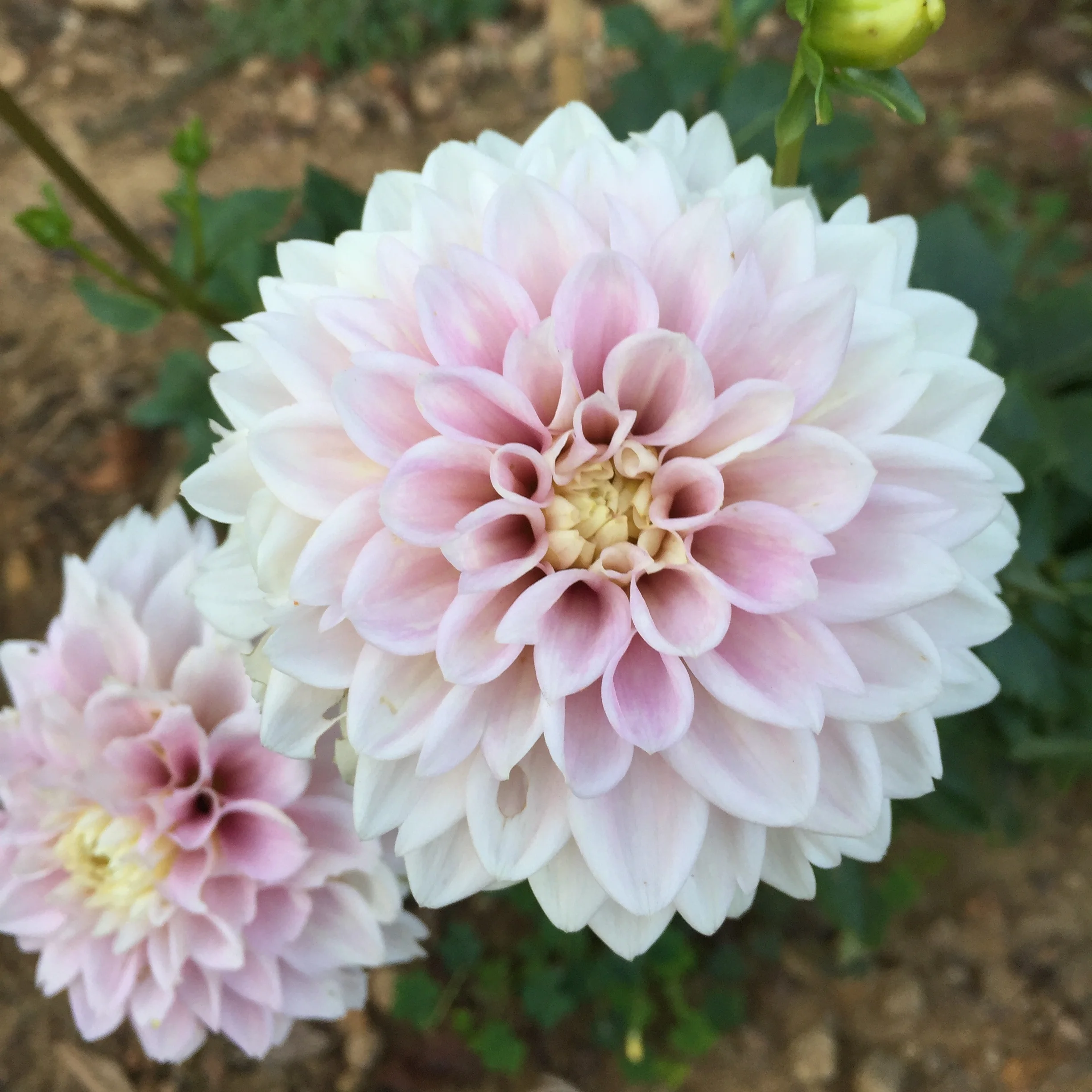Dahlias 101 A Beginner's Growing Guide — The Barn of Chapel Hill at