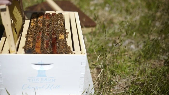 brewer_bees.jpg