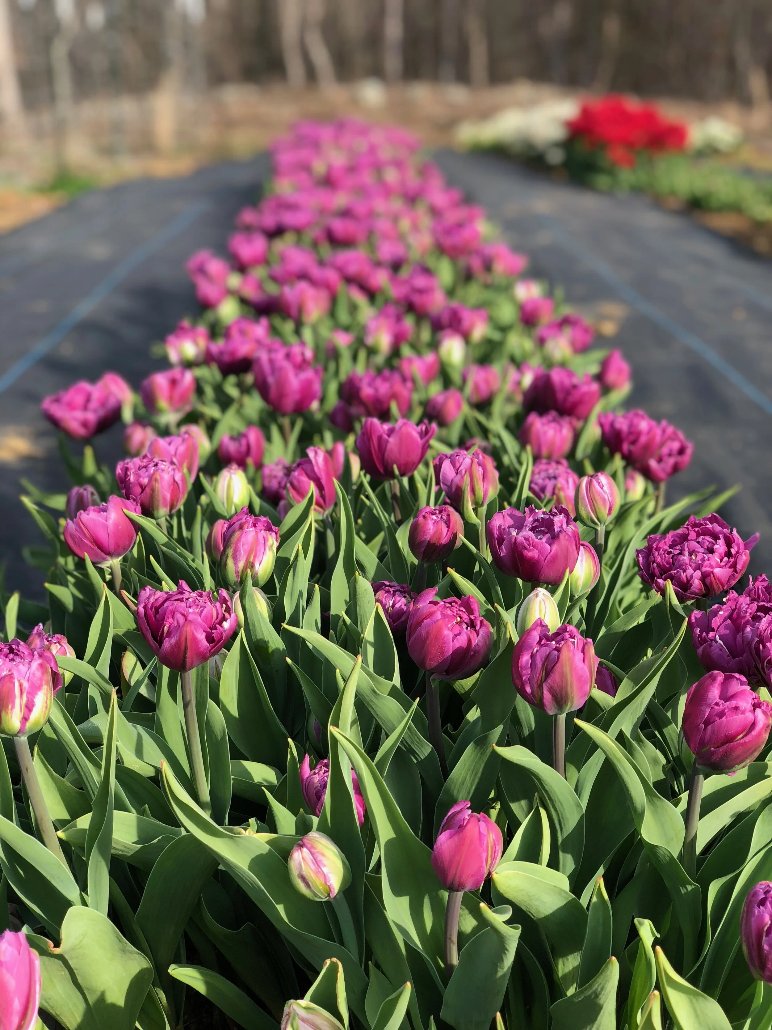 Tulip Mania — The Barn of Chapel Hill at Wild Flora Farm