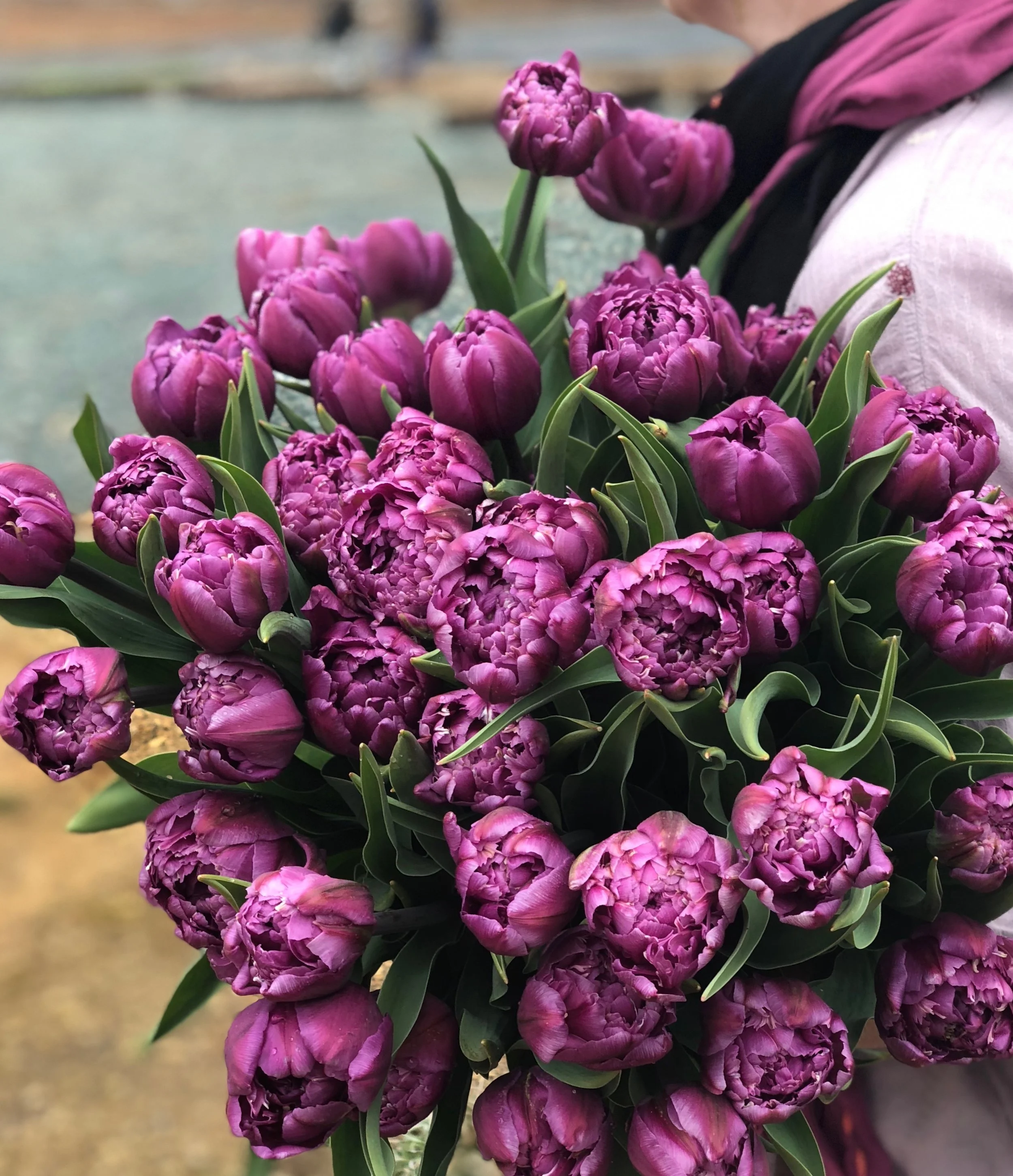 Tulip Mania